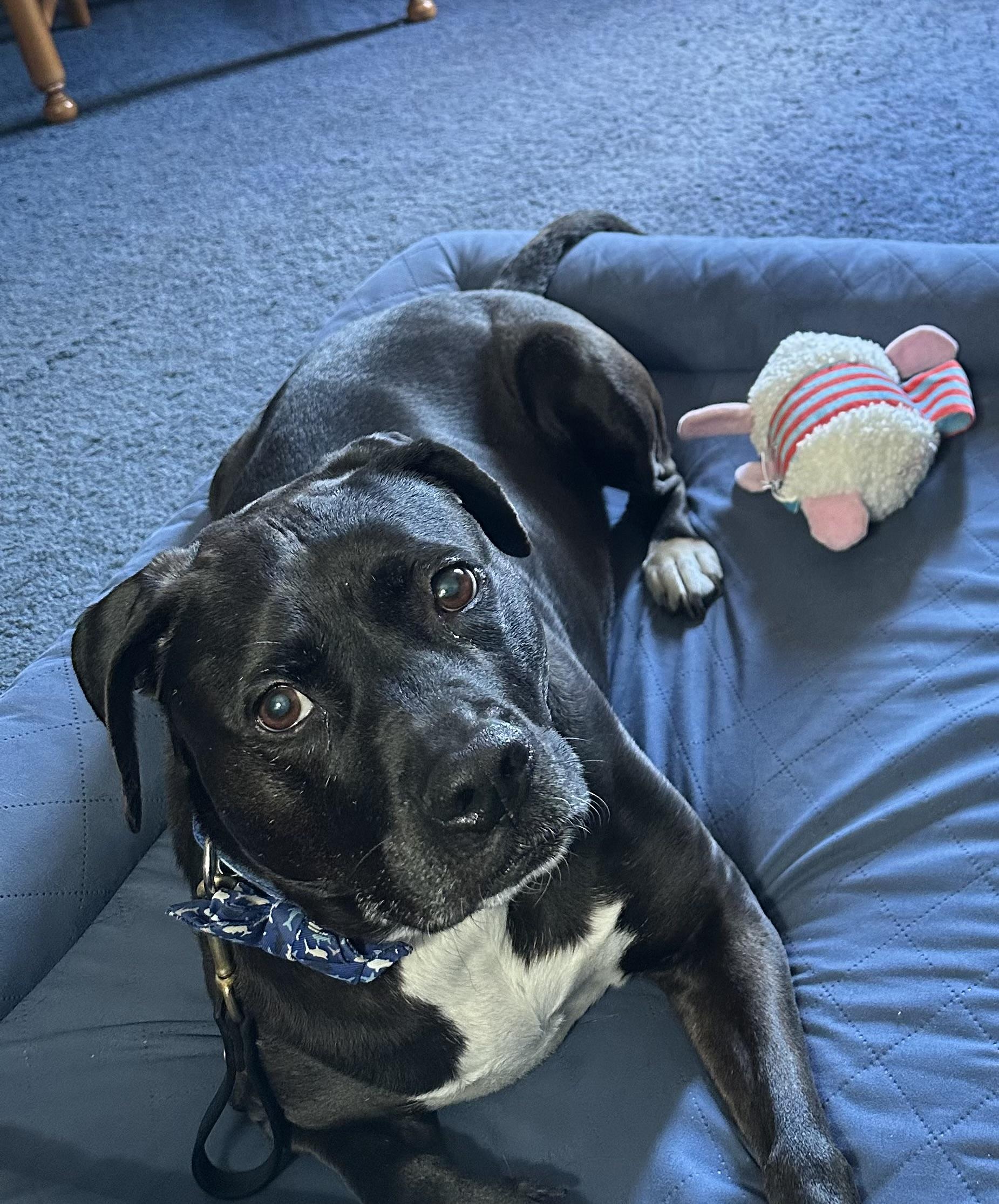 Enlarge Diana, a Adoptable mixed breed in Annapolis, MD image 2/6