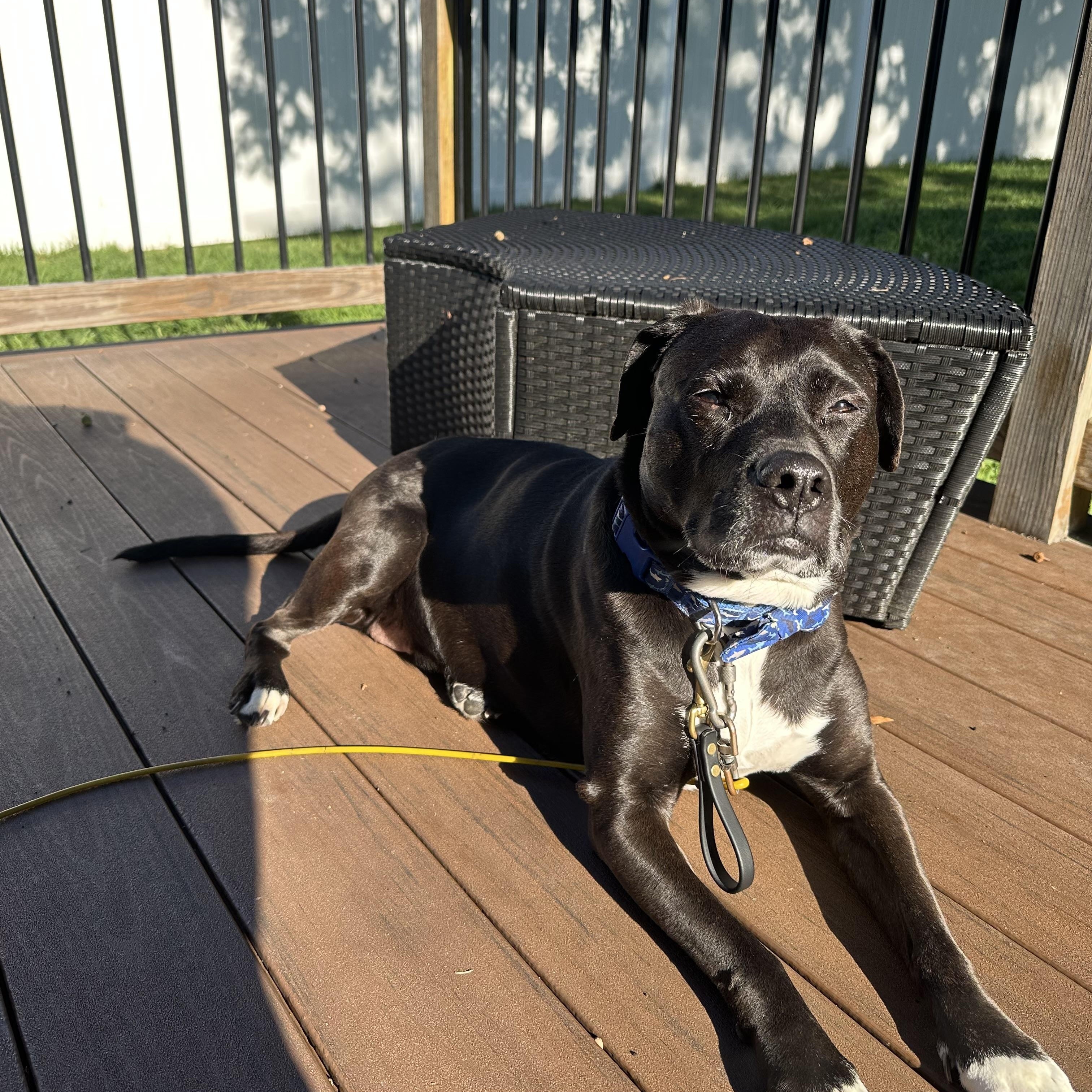 Enlarge Diana, a Adoptable mixed breed in Annapolis, MD image 6/6