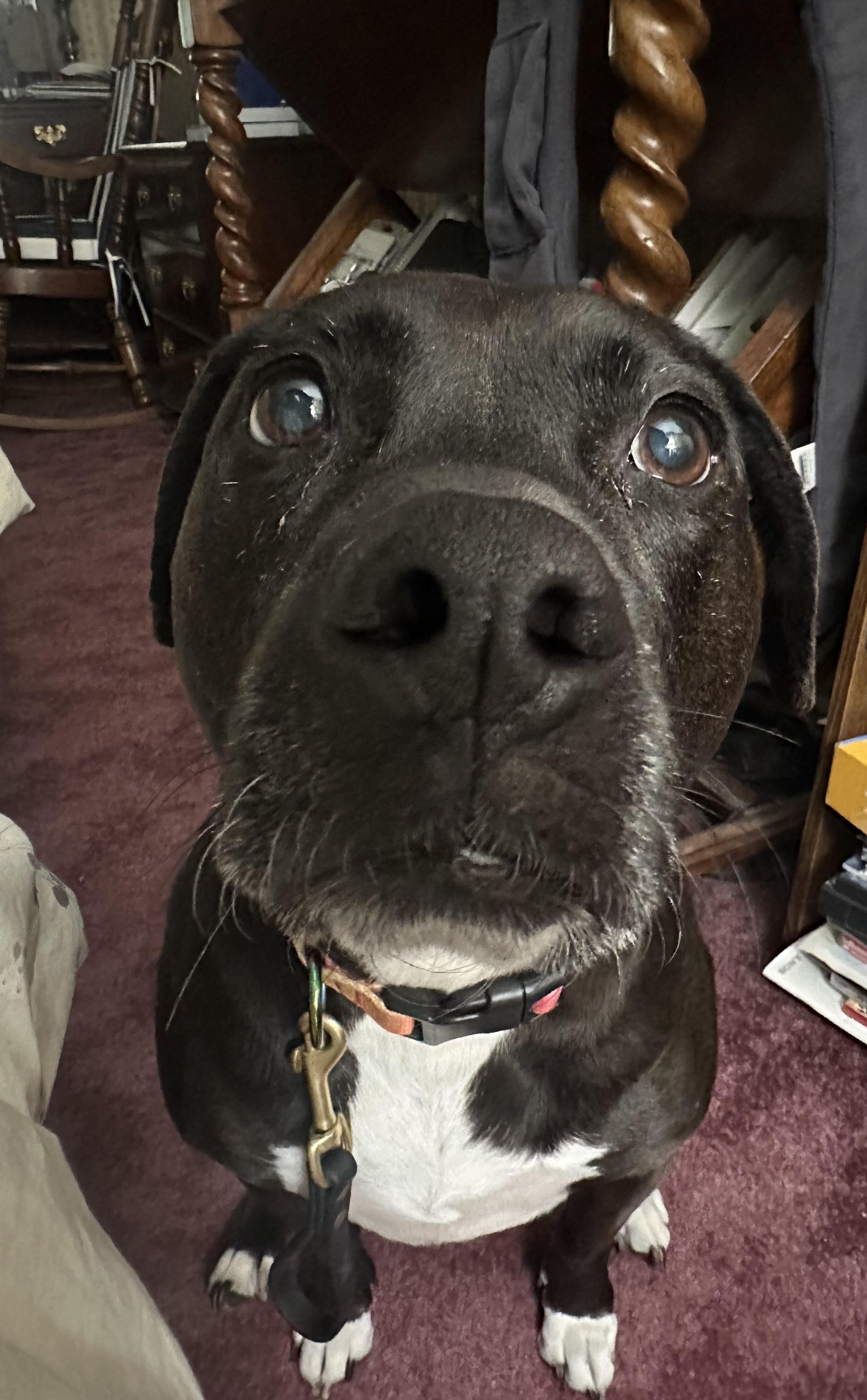 Diana, ADOPTABLE, Senior Female Black Labrador Retriever & Pit Bull Terrier.
