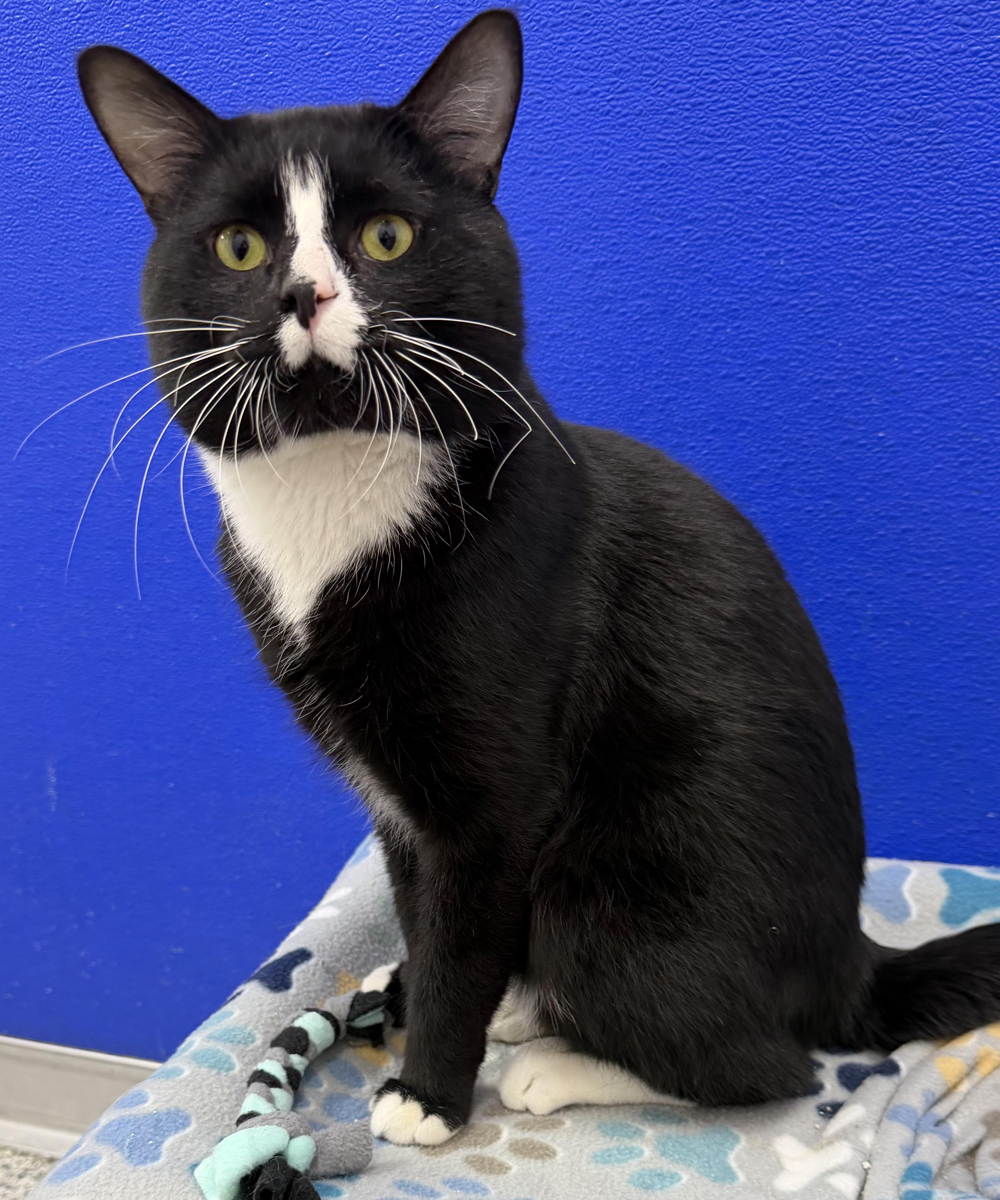 Maverick, an adopted mixed breed in Dunkirk, NY image 3/3