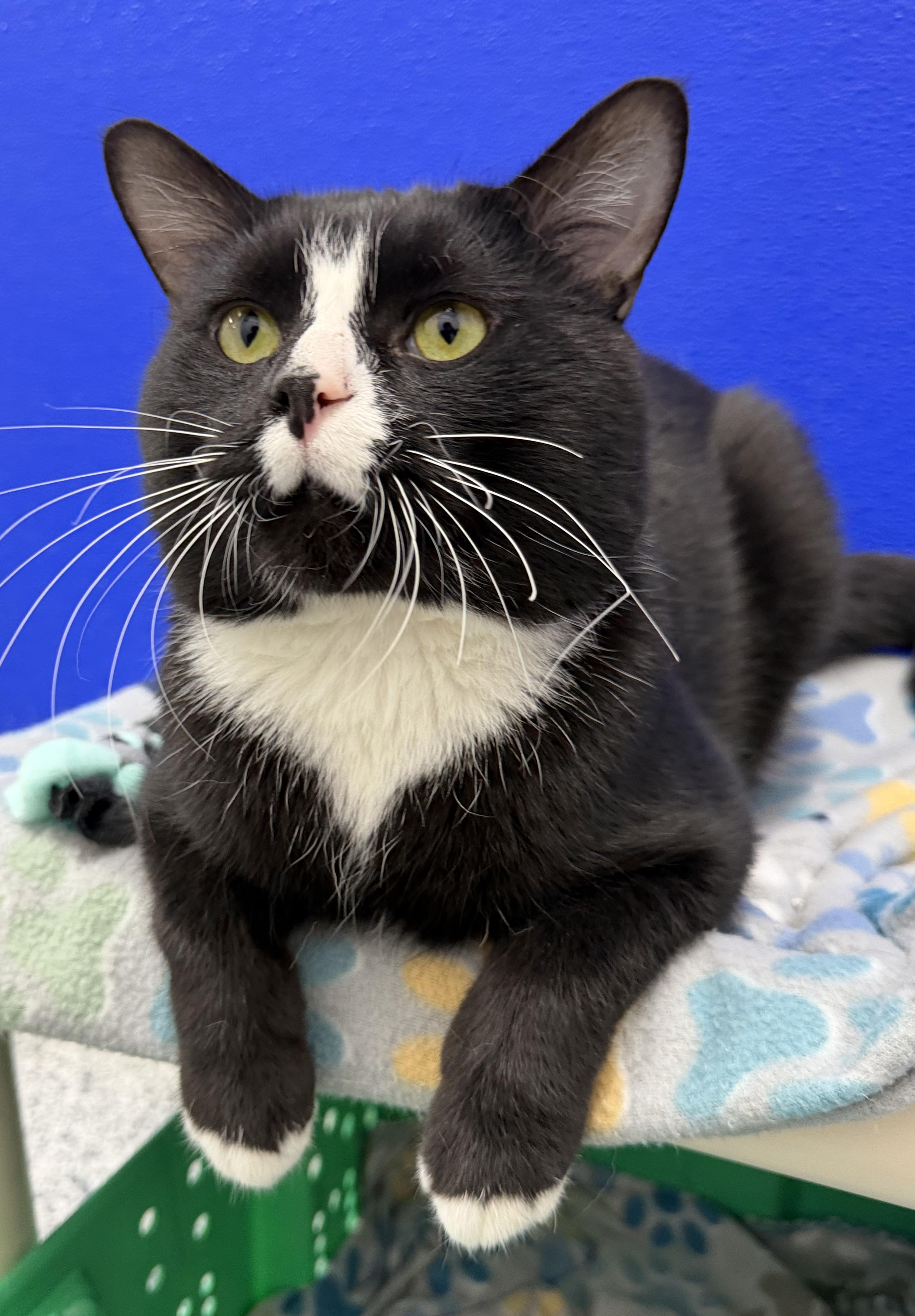 Maverick, adopted, Adult Male Domestic Short Hair.