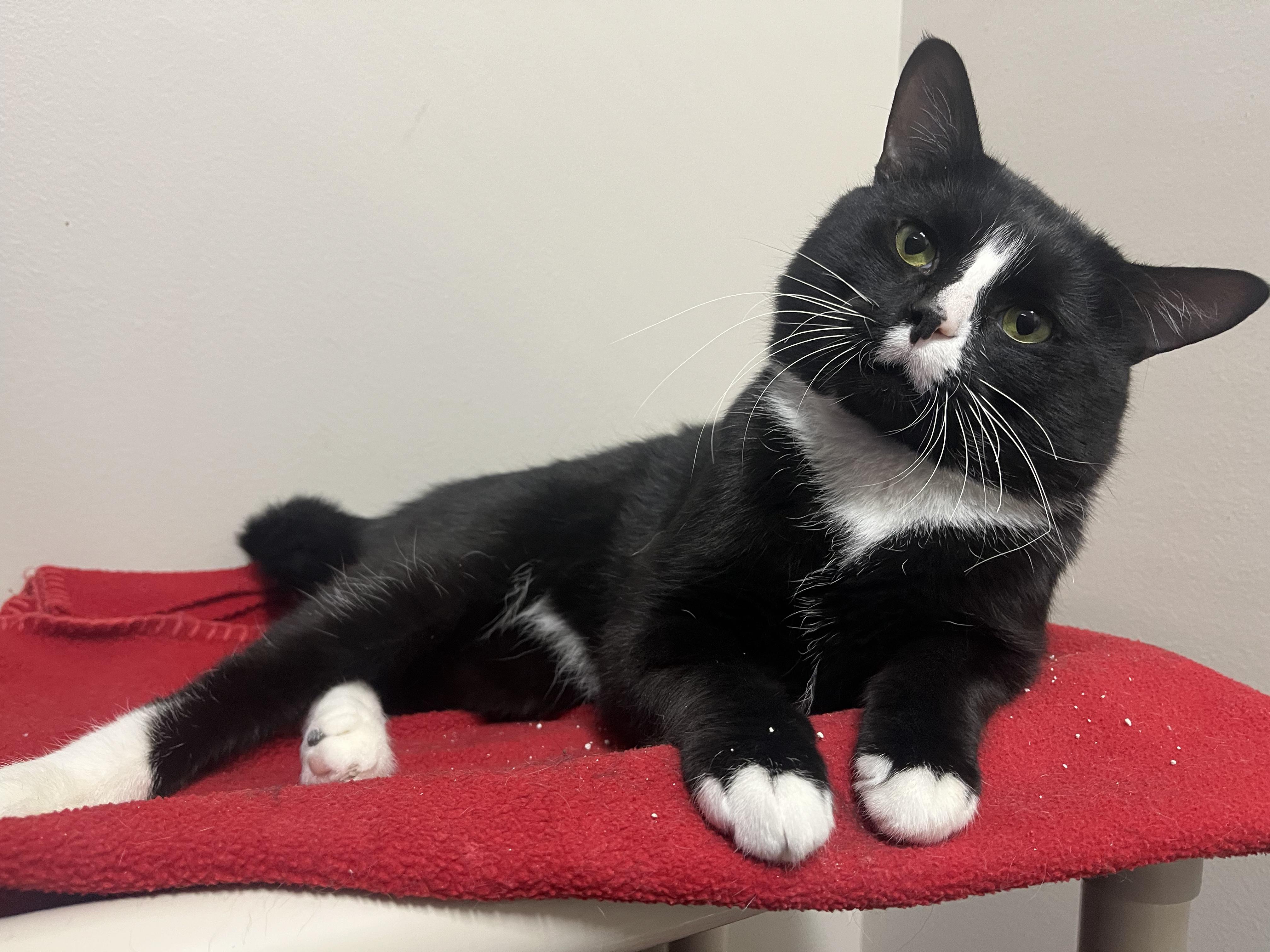 Maverick, an adopted mixed breed in Dunkirk, NY image 2/3