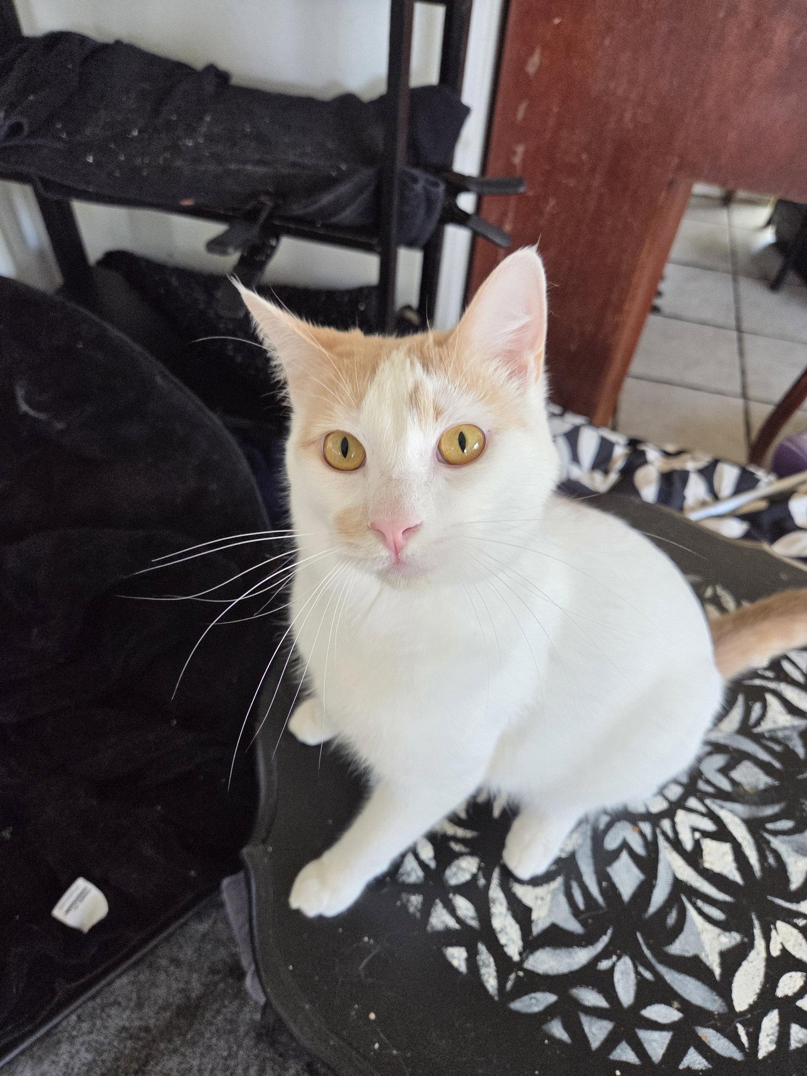 Fiona AKA Silly Goose, Adoptable, Adult Female Turkish Van.