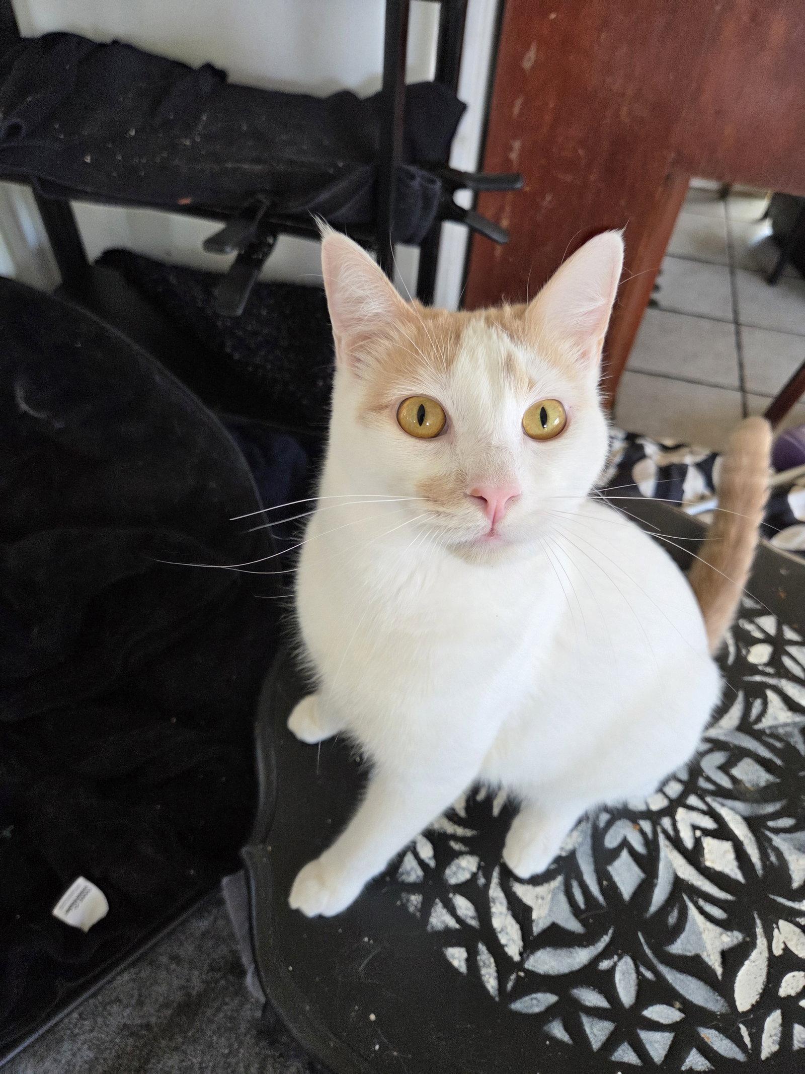 Enlarge Fiona AKA Silly Goose, a Adoptable Turkish Van in Buena Park, CA image 2/3