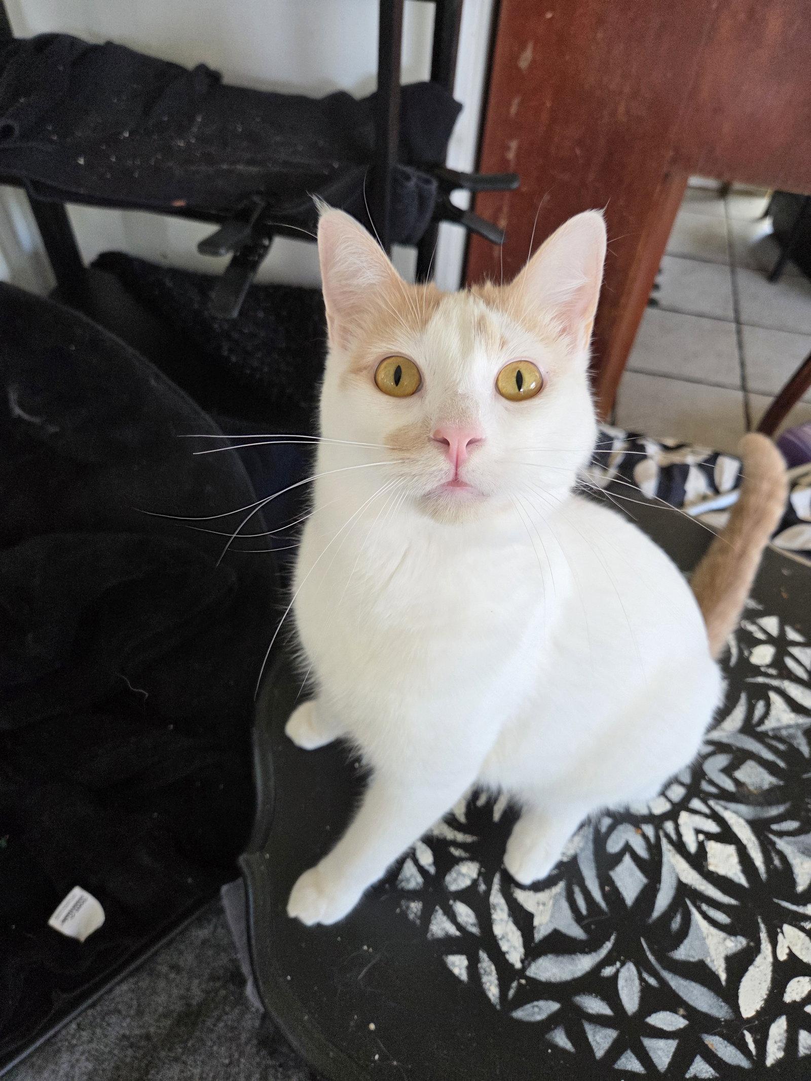 Enlarge Fiona AKA Silly Goose, a Adoptable Turkish Van in Buena Park, CA image 3/3