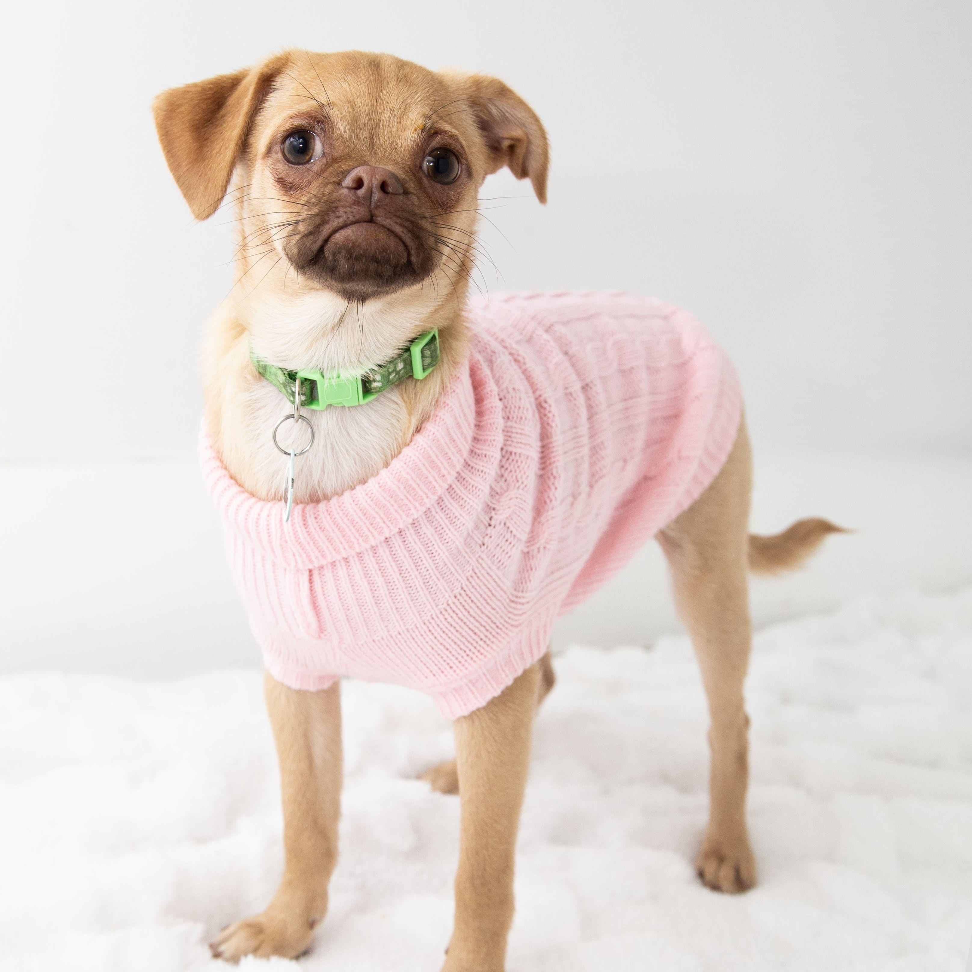 Juno, a ADOPTABLE mixed breed in Santa Monica, CA image 1/4