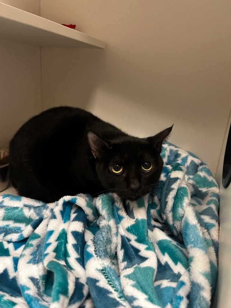 Enlarge Velvet (BARN CAT), a ADOPTABLE Domestic Short Hair in Frankfort, KY image 1/1