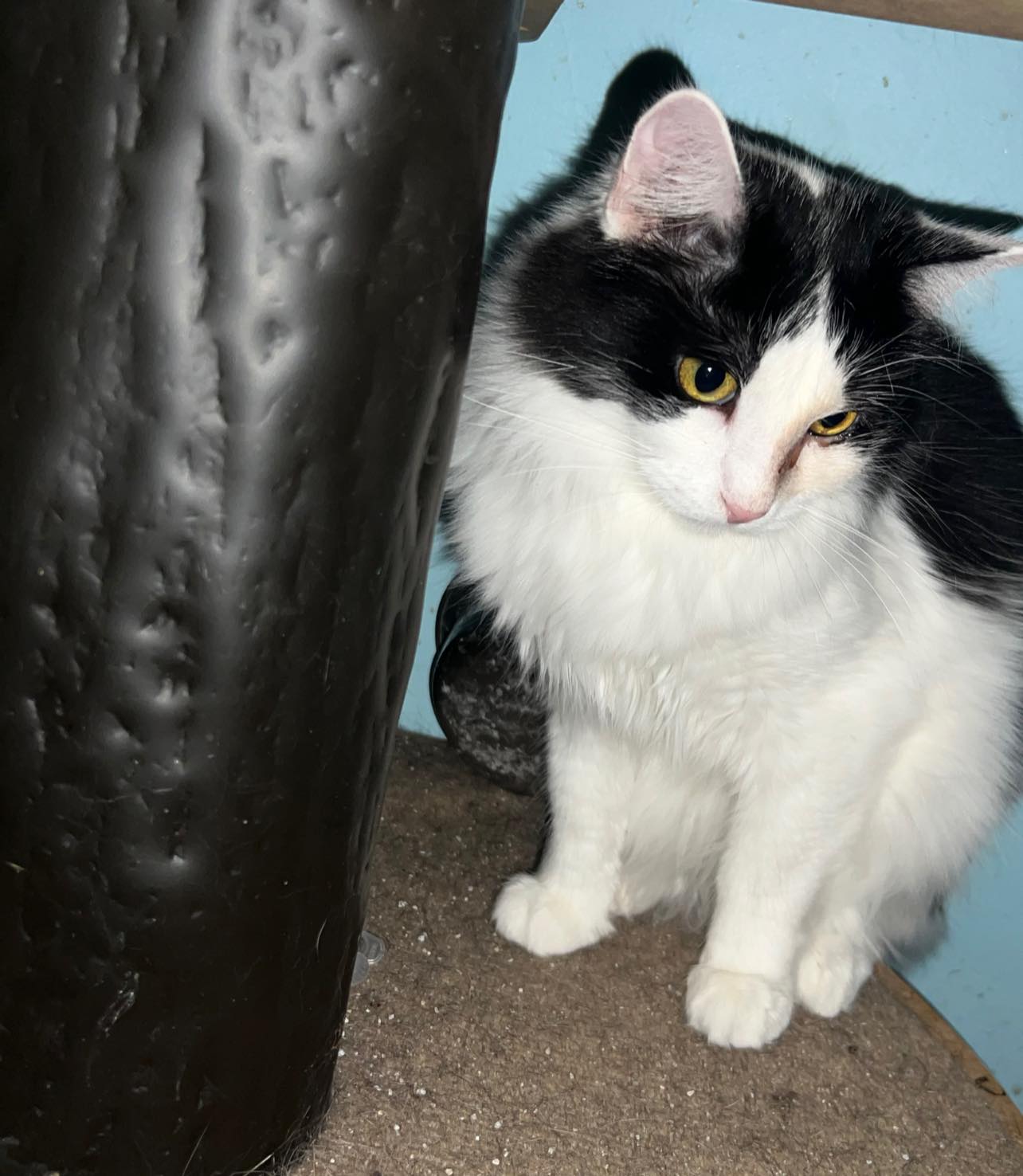 Enlarge Gru, a Adoptable Domestic Long Hair in Cleveland, OH image 3/5