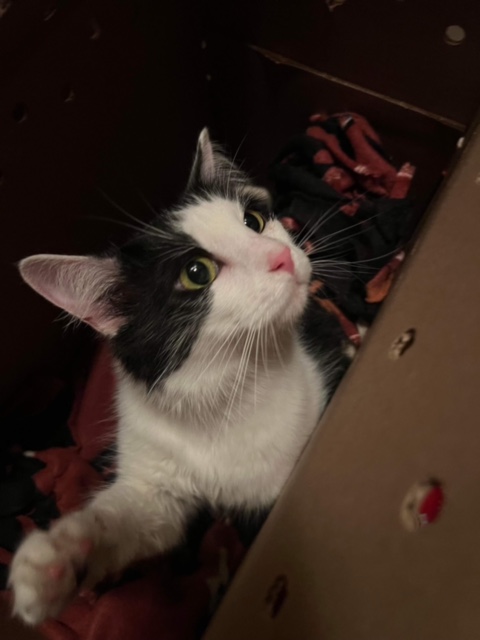 Enlarge Gru, a Adoptable Domestic Long Hair in Cleveland, OH image 5/5