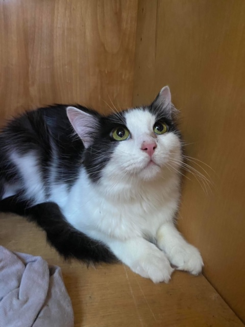 Gru, Adoptable, Adult Male Domestic Long Hair.