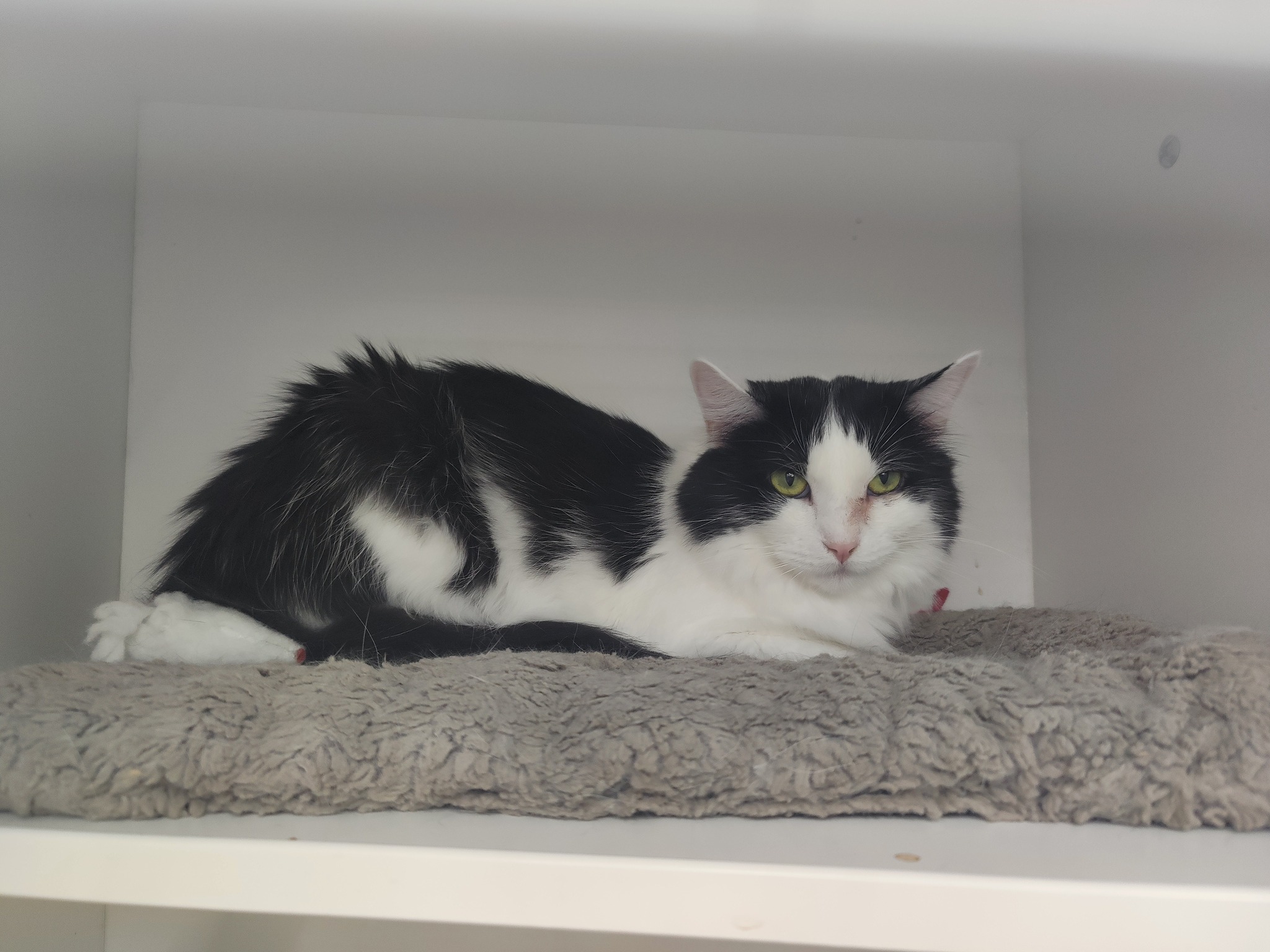 Gru, Adoptable, Adult Male Domestic Long Hair.