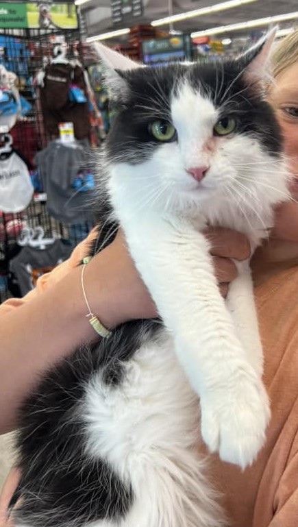 Enlarge Gru, a Adoptable Domestic Long Hair in Cleveland, OH image 4/5