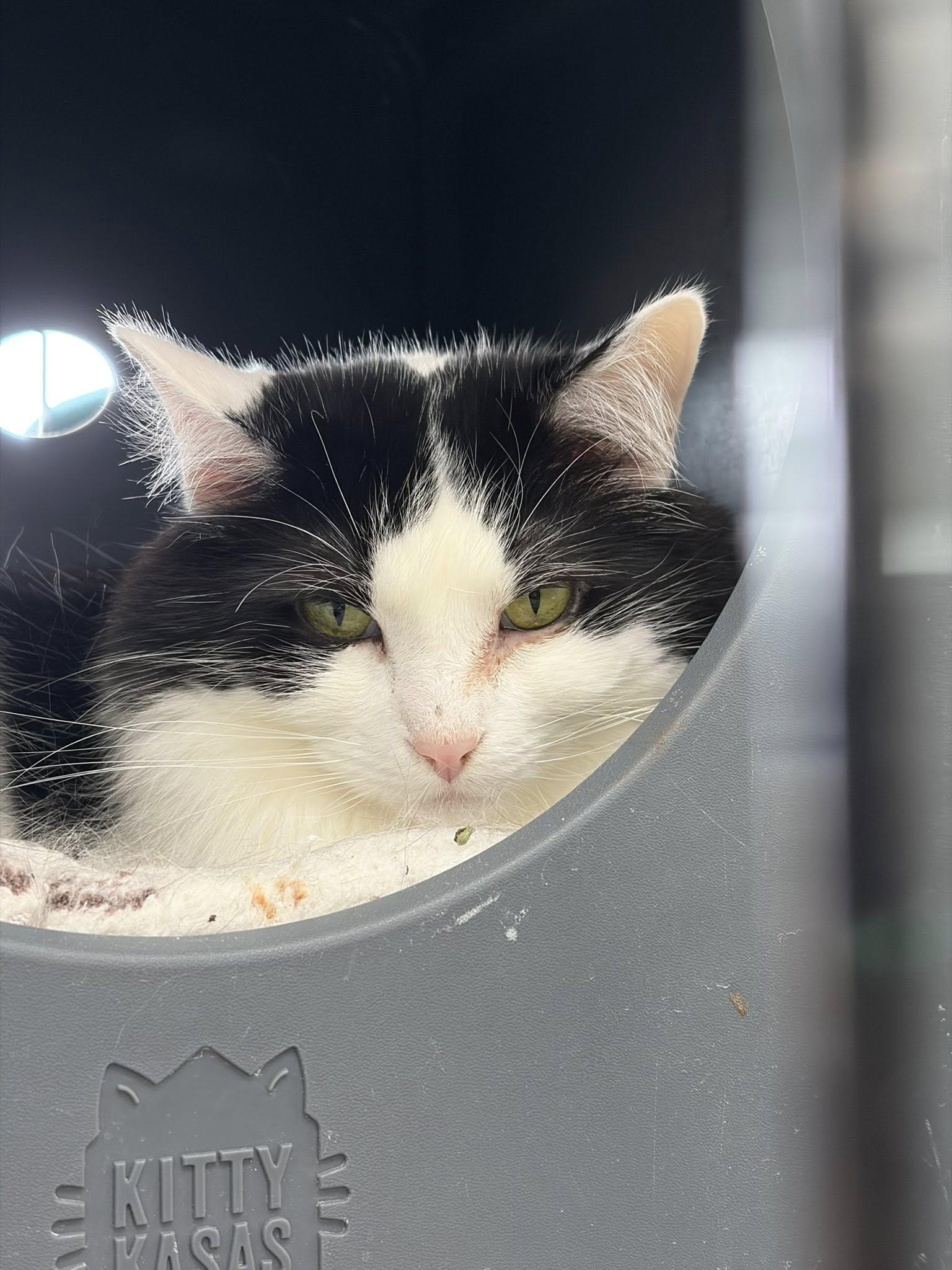 Enlarge Gru, a Adoptable Domestic Long Hair in Cleveland, OH image 1/6