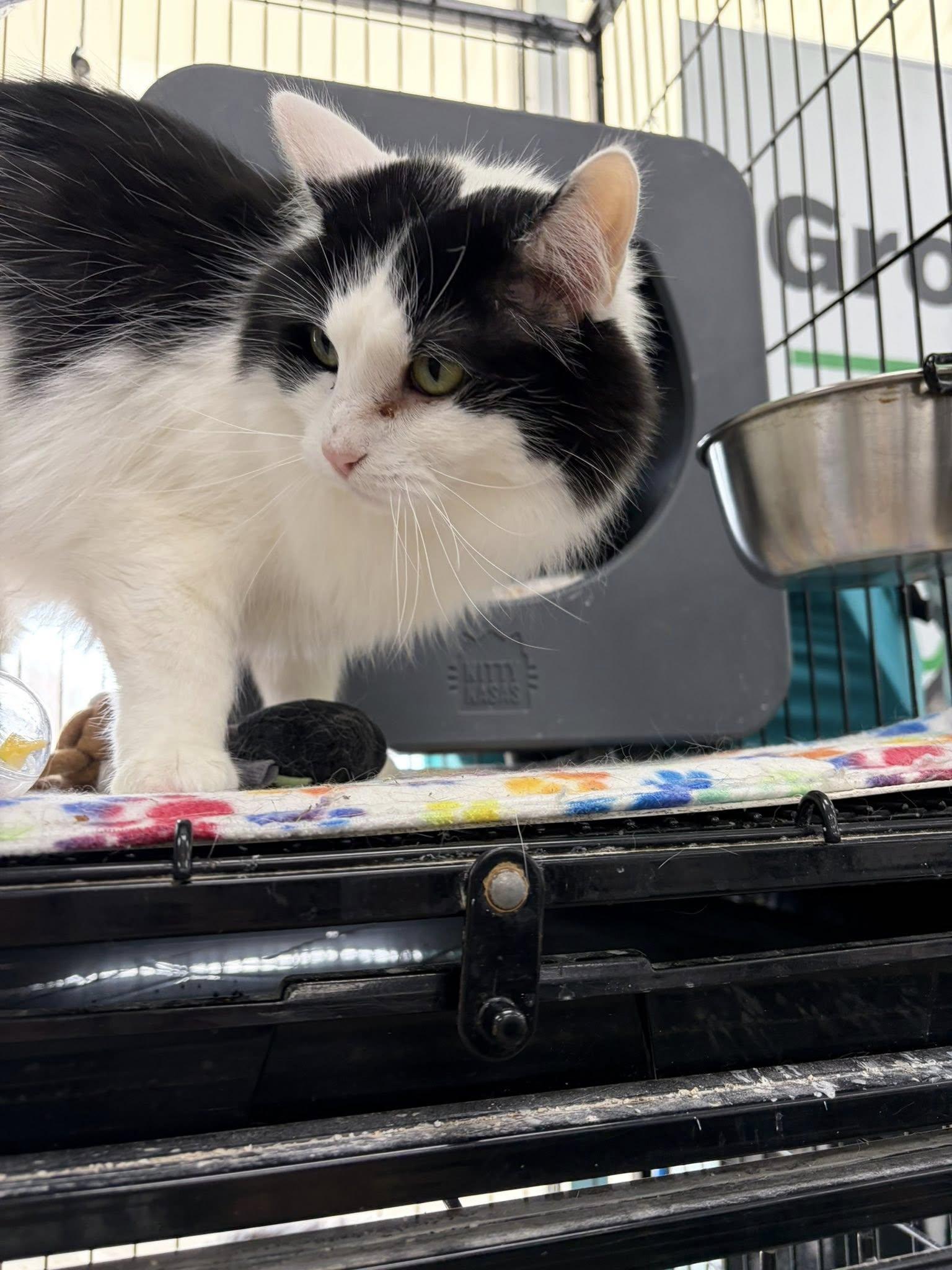 Enlarge Gru, a Adoptable Domestic Long Hair in Cleveland, OH image 6/6