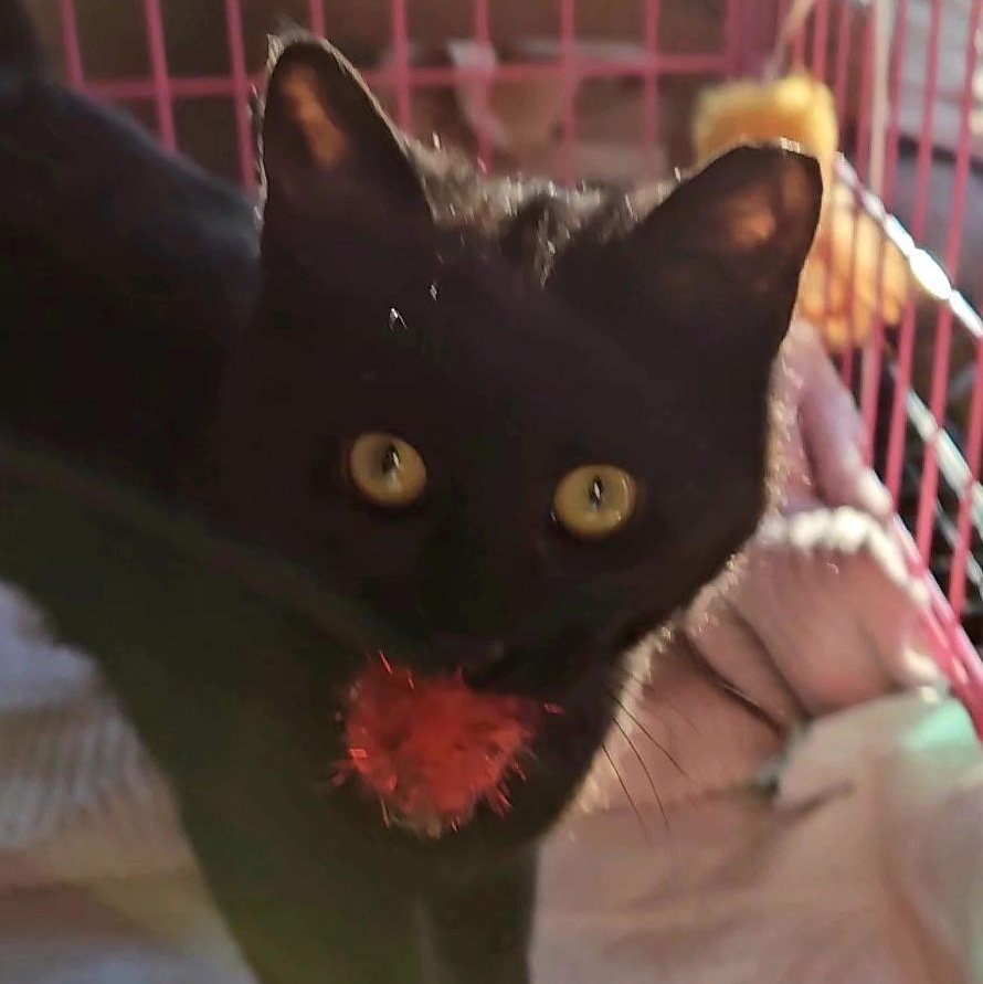 Enlarge Khloe , an adopted Domestic Short Hair in Clifton, NJ image 3/4