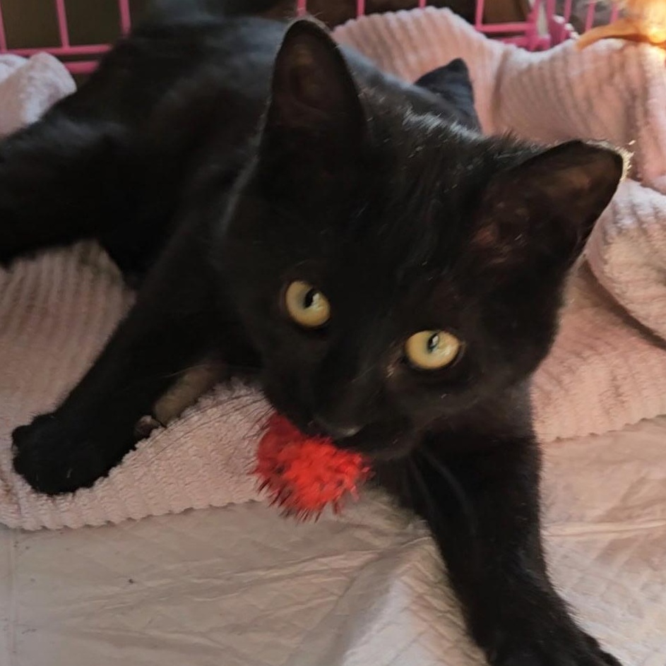 Enlarge Khloe , an adopted Domestic Short Hair in Clifton, NJ image 2/4