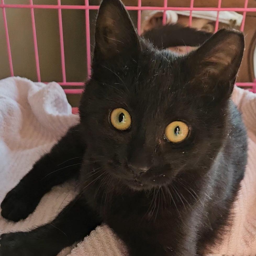 Khloe , adopted, Kitten Female Domestic Short Hair.