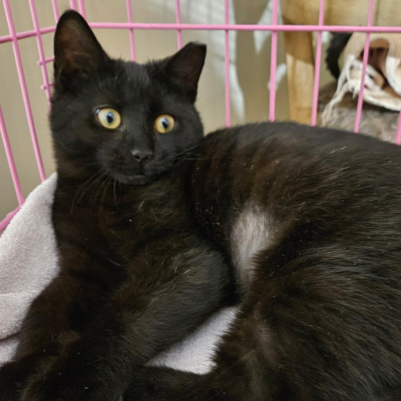 Enlarge Khloe , an adopted Domestic Short Hair in Clifton, NJ image 4/4