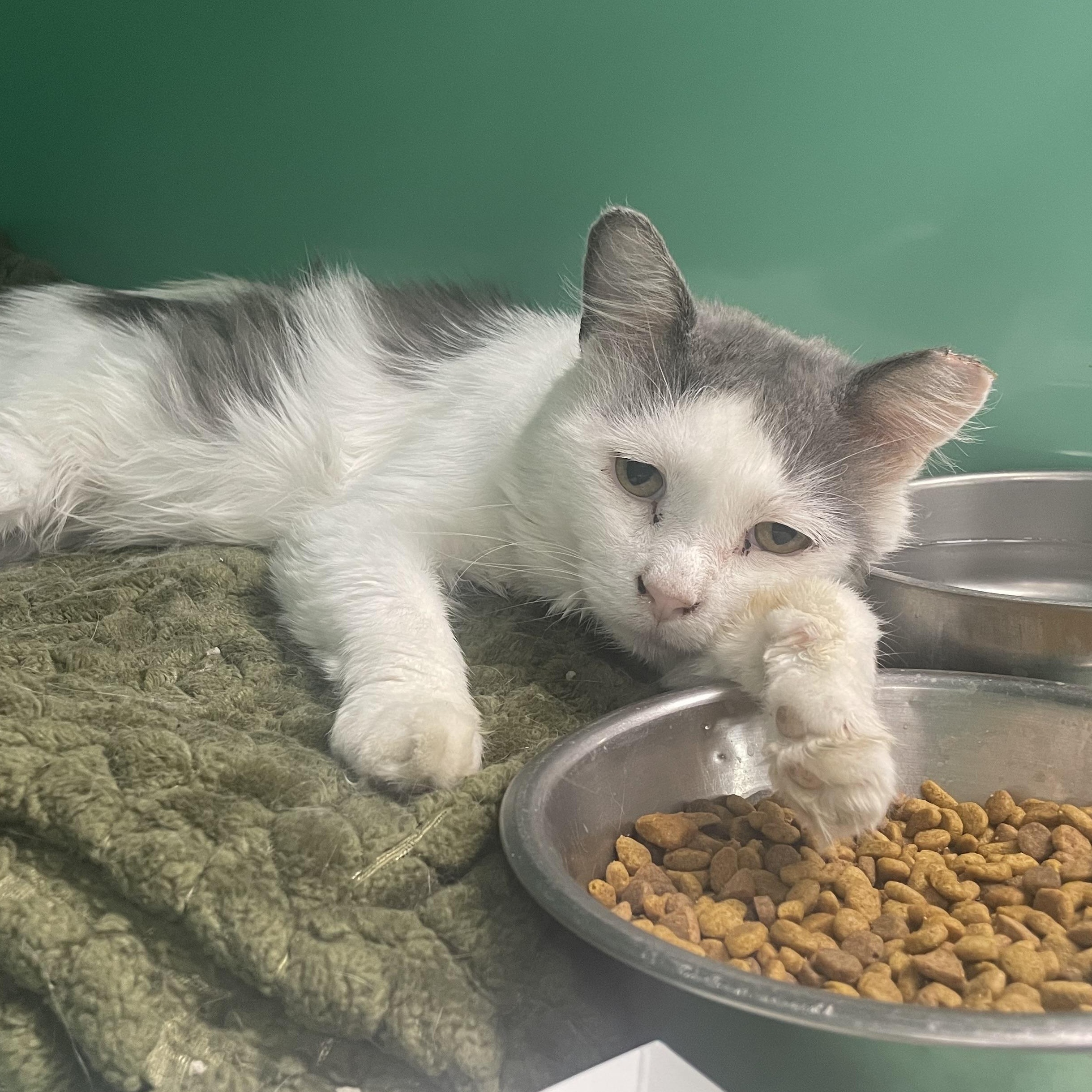 Vito, an adopted Domestic Medium Hair in Holly, MI image 3/3