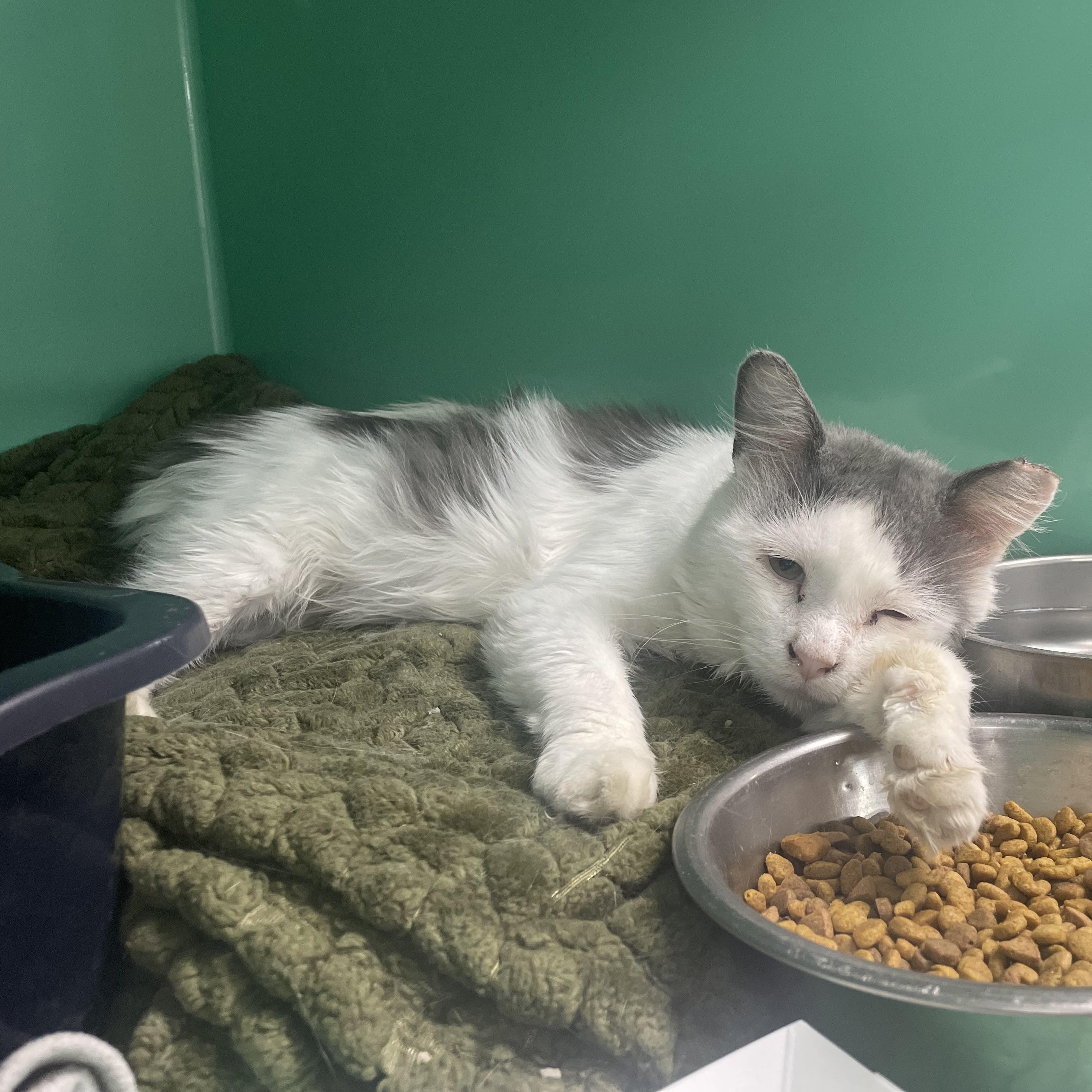 Vito, an adopted Domestic Medium Hair in Holly, MI image 2/3