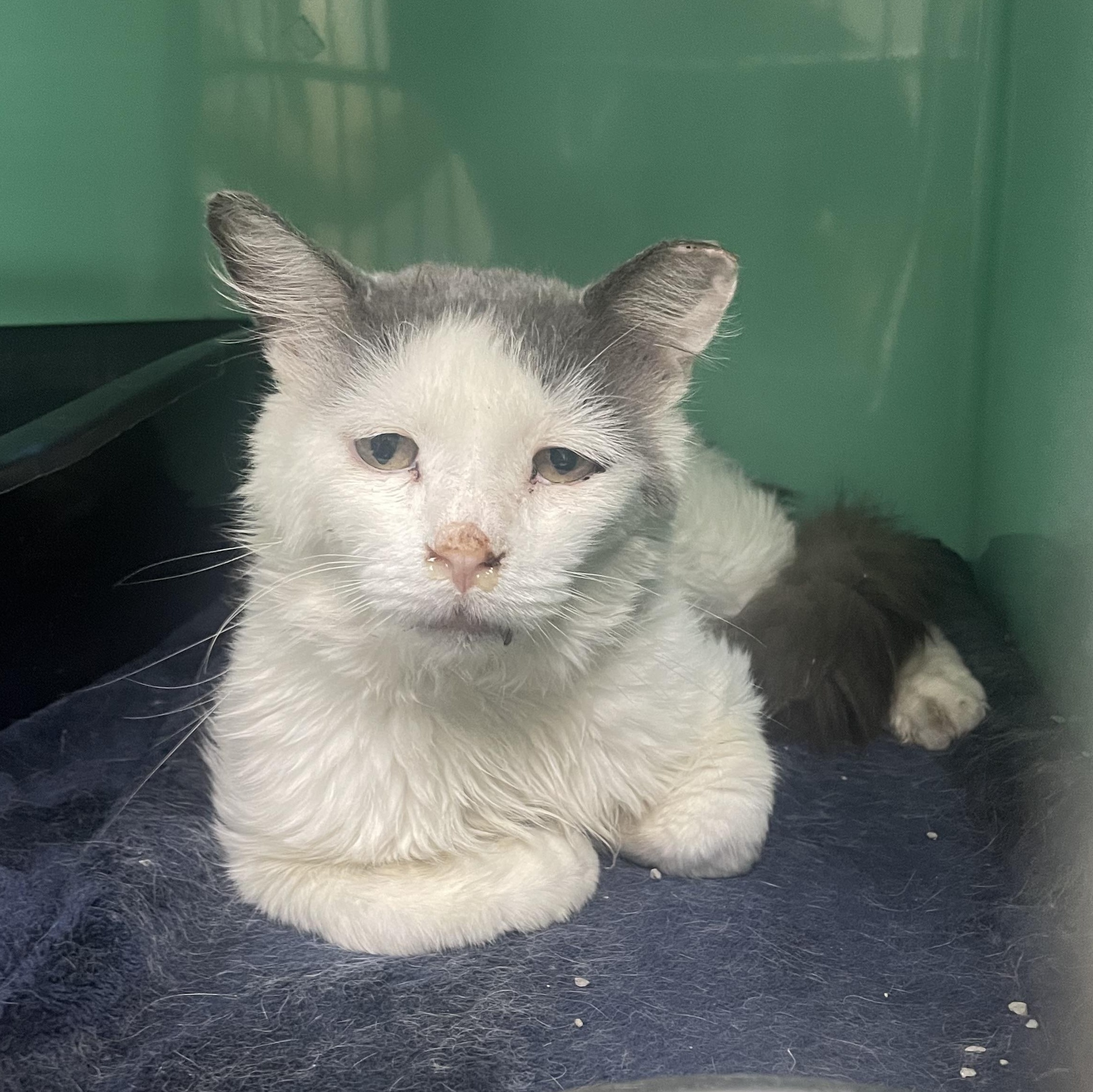 Vito, adopted, Adult Male Domestic Medium Hair.
