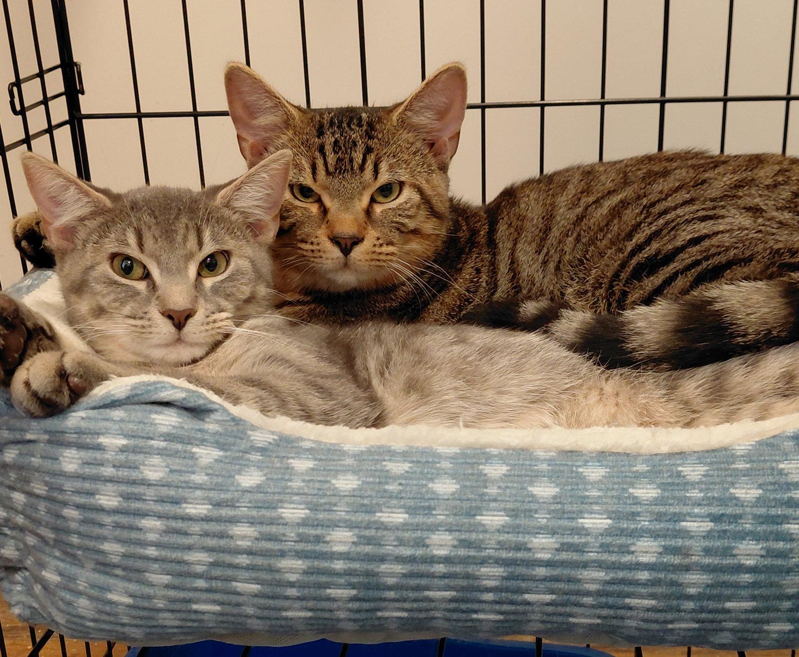 Goose (foster cat) bonded with Dove, Adopted, Young Male Domestic Short Hair.
