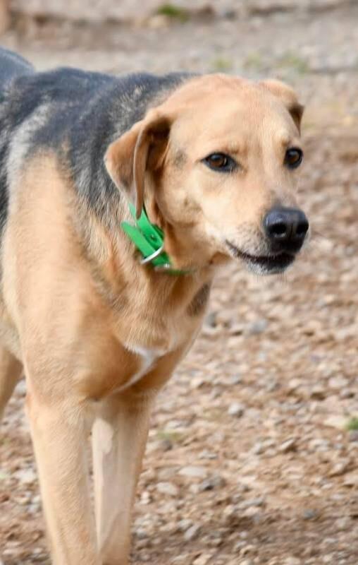 Vega, Adoptable, Adult Male Hound & Mixed Breed.