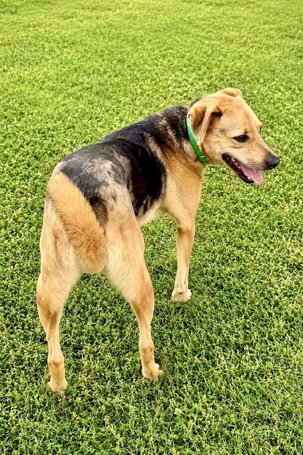 Enlarge Vega, a Adoptable mixed breed in Maryville, TN image 2/6