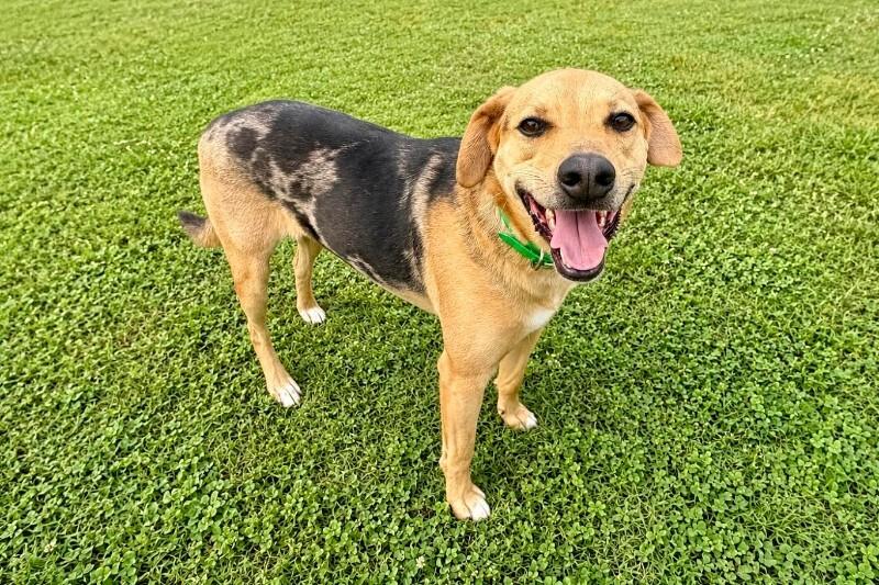 Enlarge Vega, a Adoptable mixed breed in Maryville, TN image 3/6