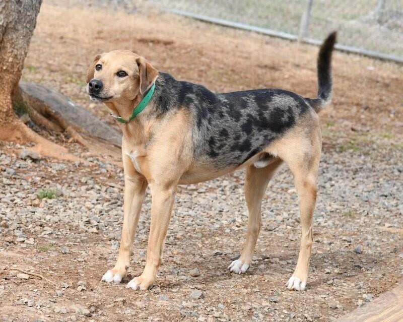 Enlarge Vega, a Adoptable mixed breed in Maryville, TN image 2/4