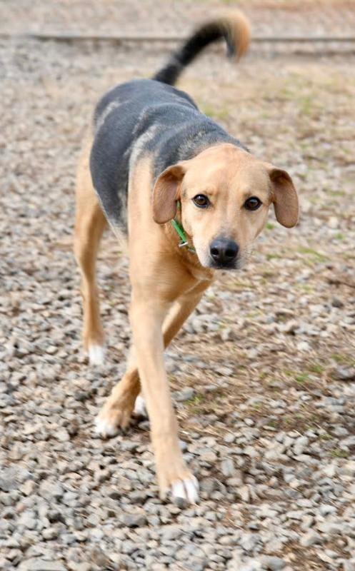 Enlarge Vega, a Adoptable mixed breed in Maryville, TN image 3/4