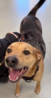 Enlarge Vega, a Adoptable mixed breed in Maryville, TN image 4/4