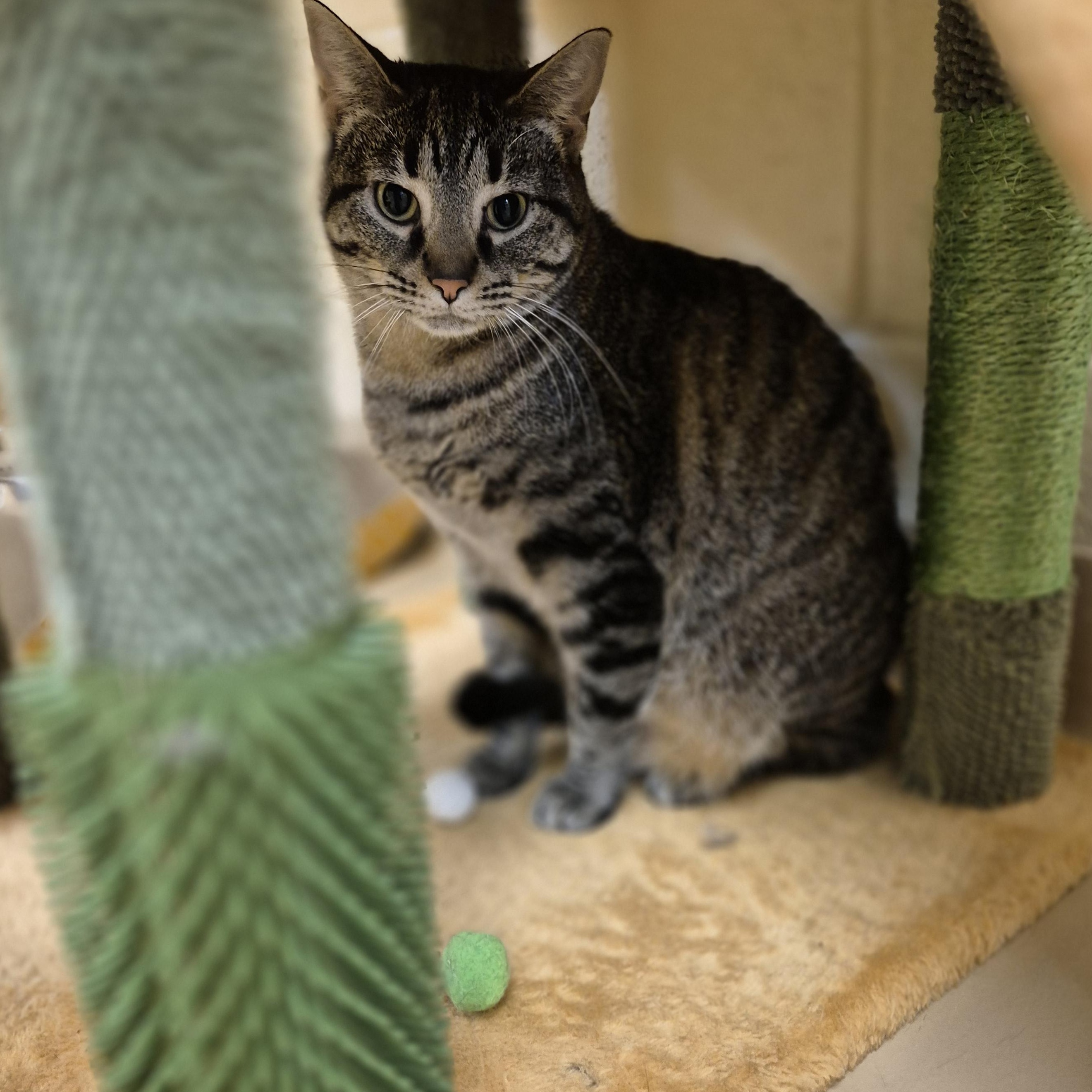 Enlarge Brazoria, a ADOPTABLE Domestic Short Hair in Schertz, TX image 3/3