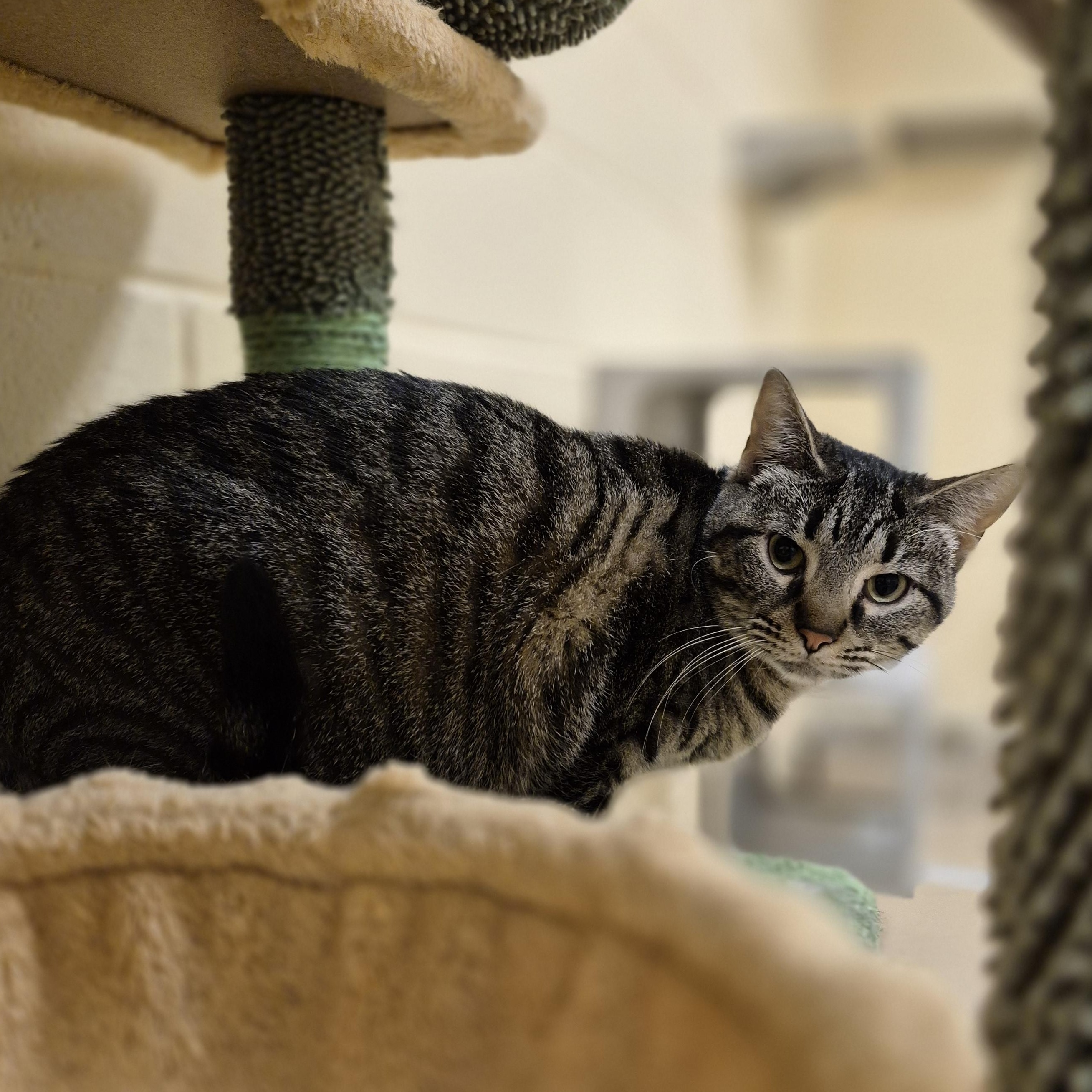 Enlarge Brazoria, a ADOPTABLE Domestic Short Hair in Schertz, TX image 1/3