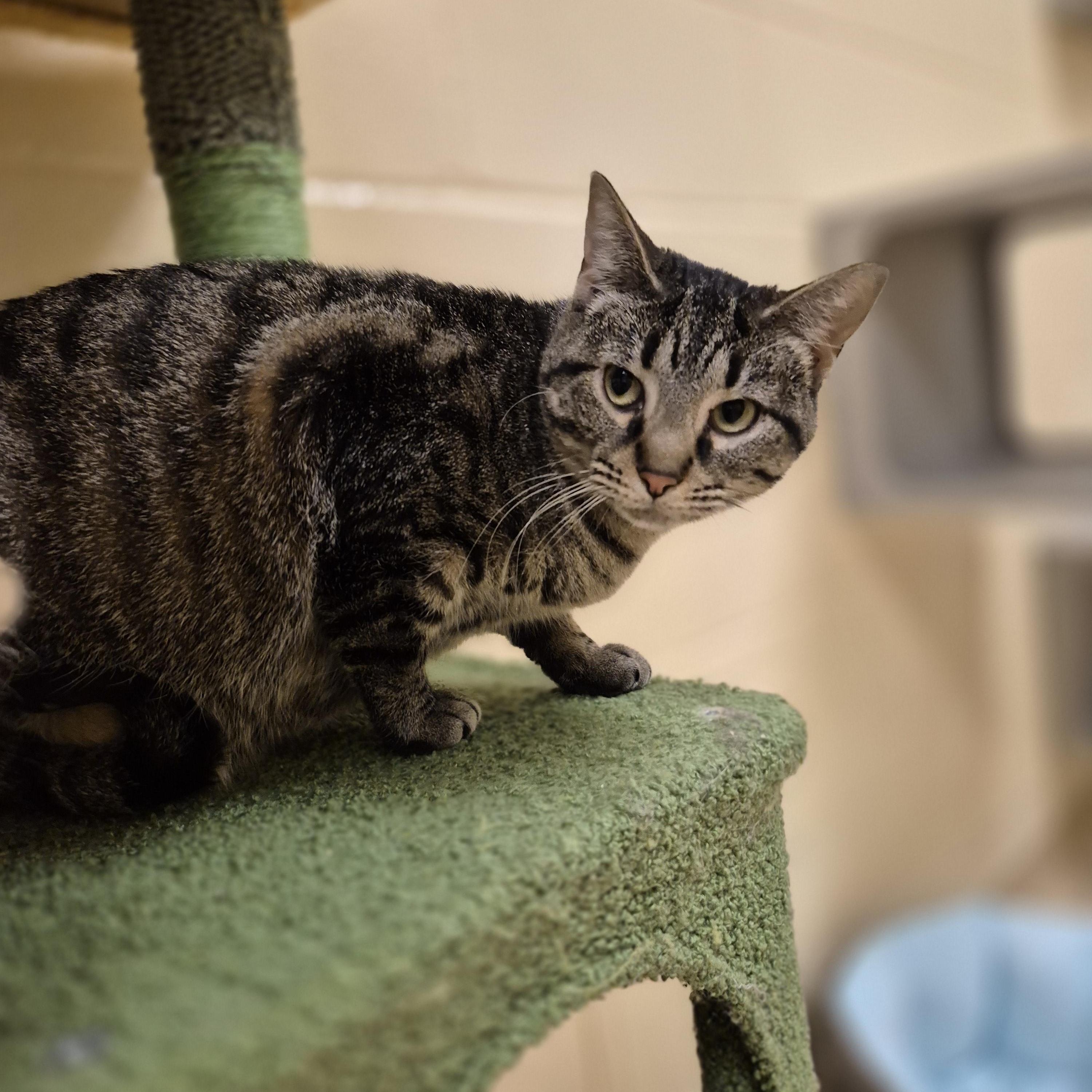 Enlarge Brazoria, a ADOPTABLE Domestic Short Hair in Schertz, TX image 2/3