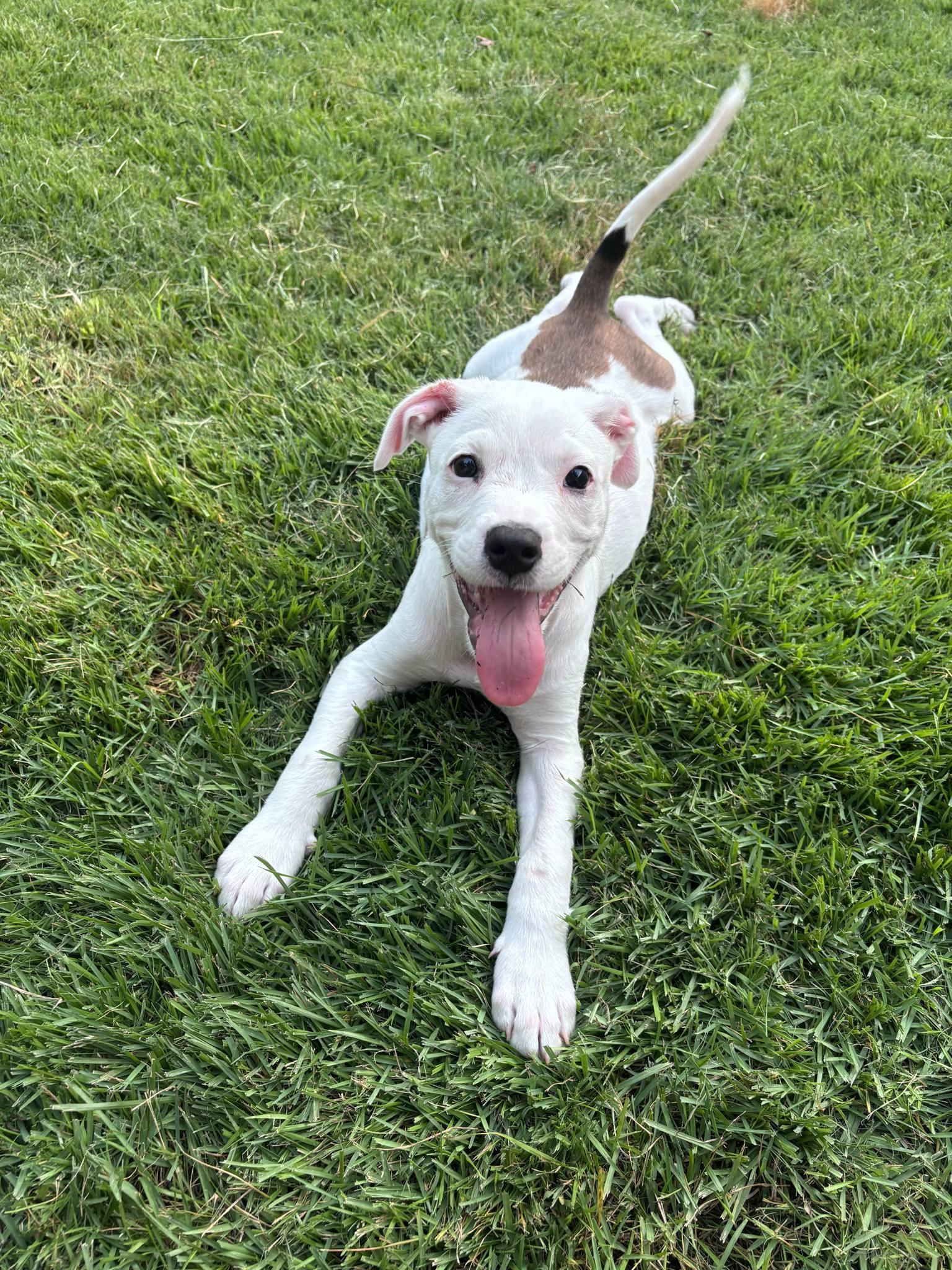 Cooper 5