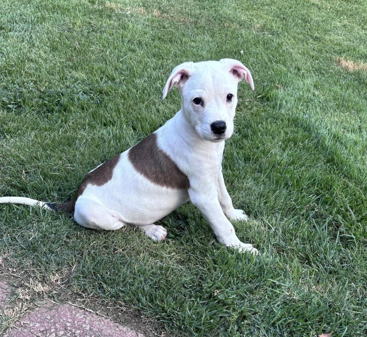 Cooper 1