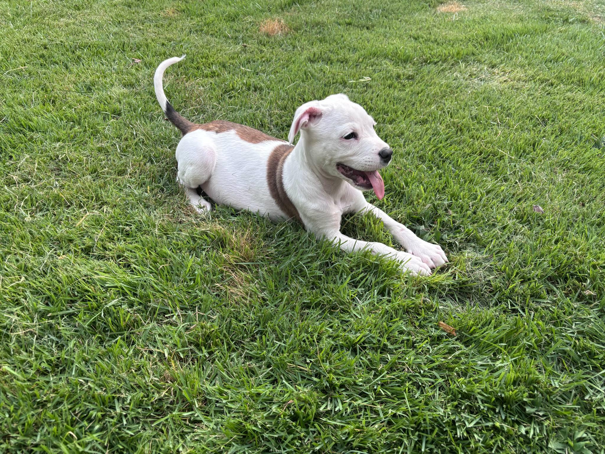 Cooper 2