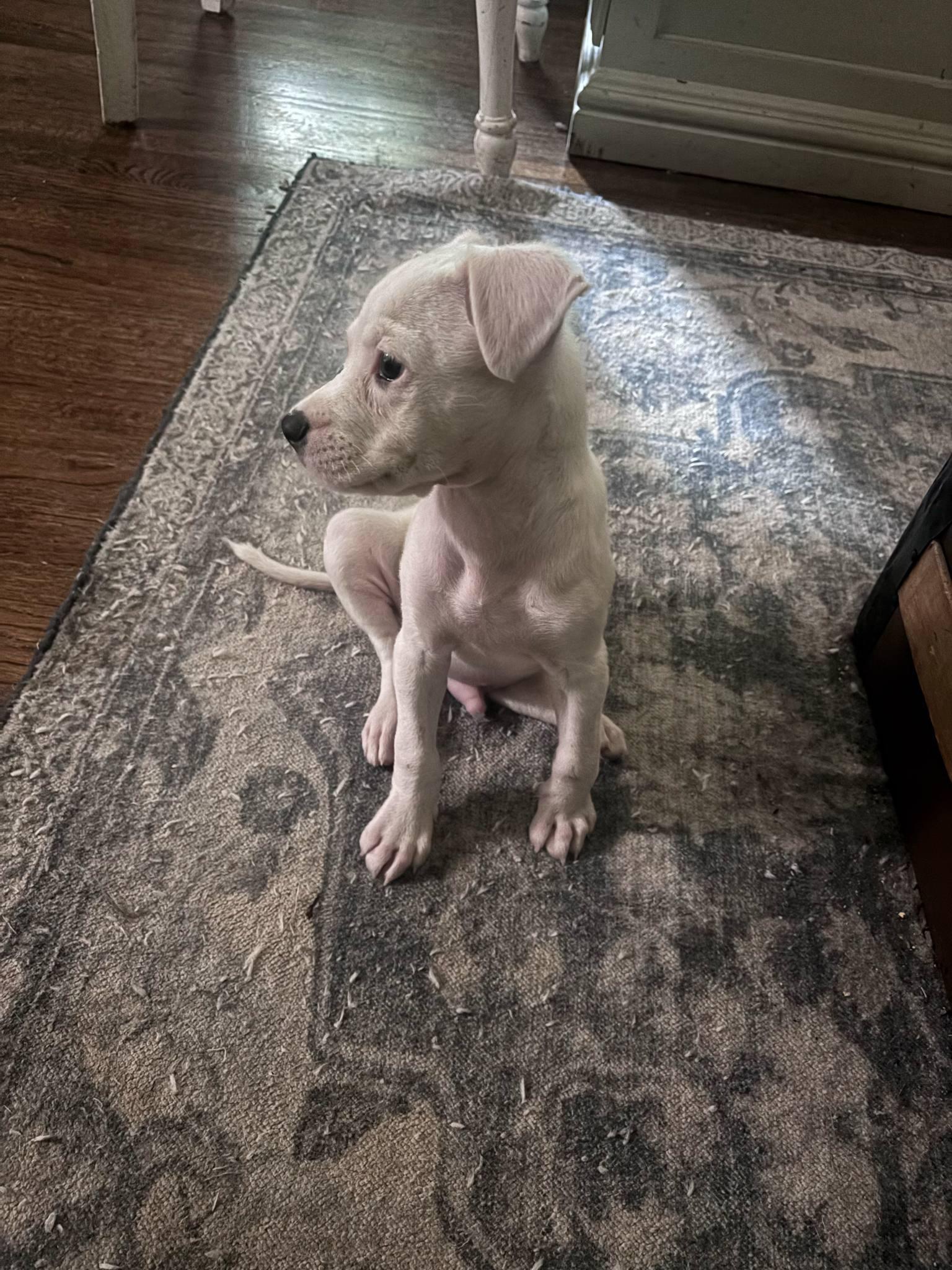 Cooper 4