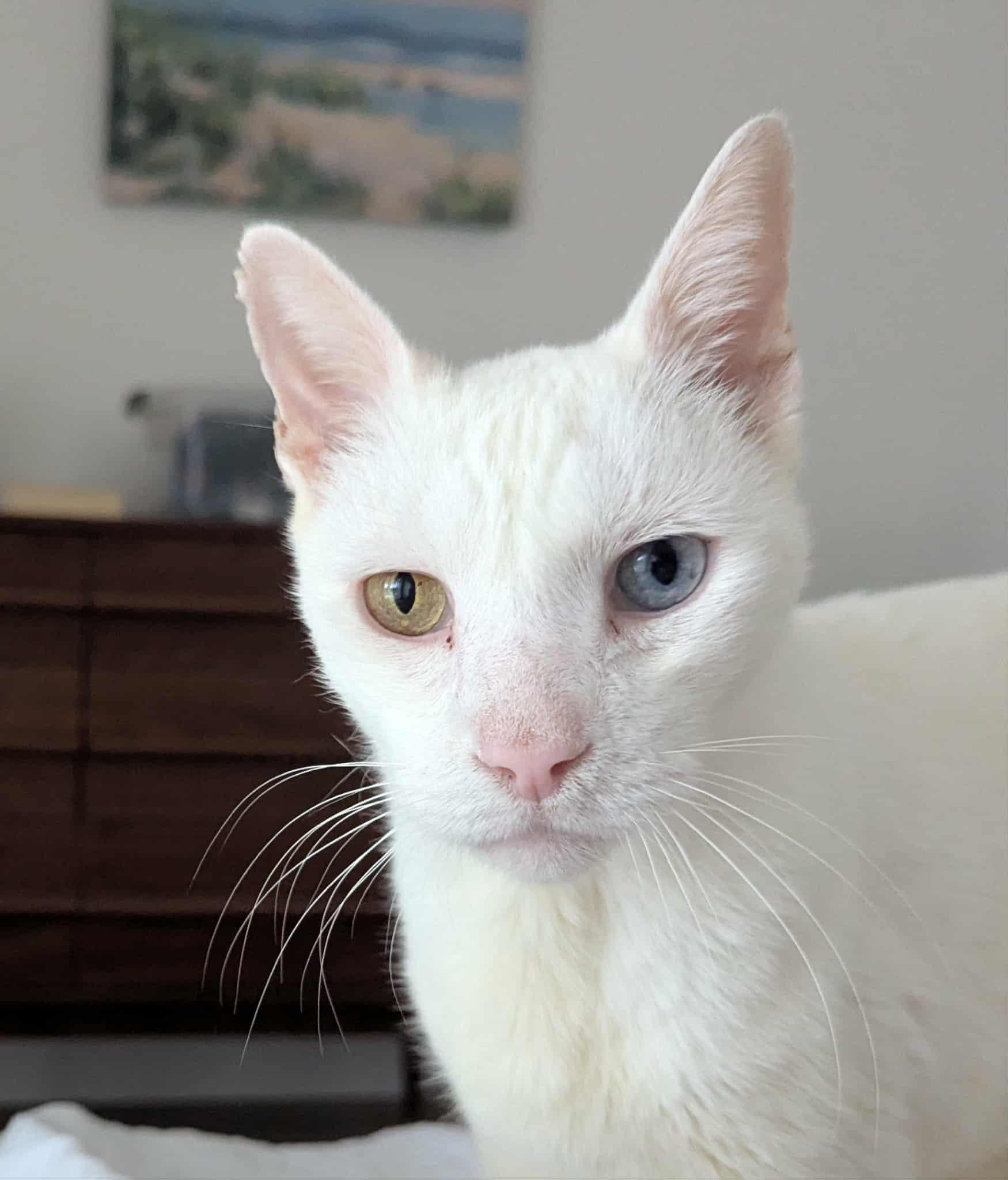 Enlarge Honey , a Adoptable Siamese in West Palm Beach, FL image 1/6