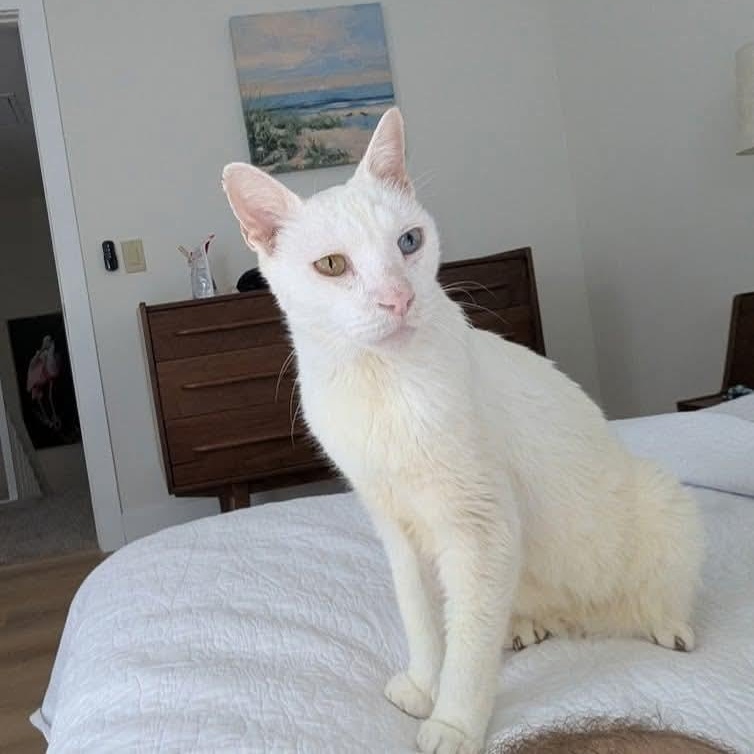 Enlarge Honey , a Adoptable Siamese in West Palm Beach, FL image 3/6
