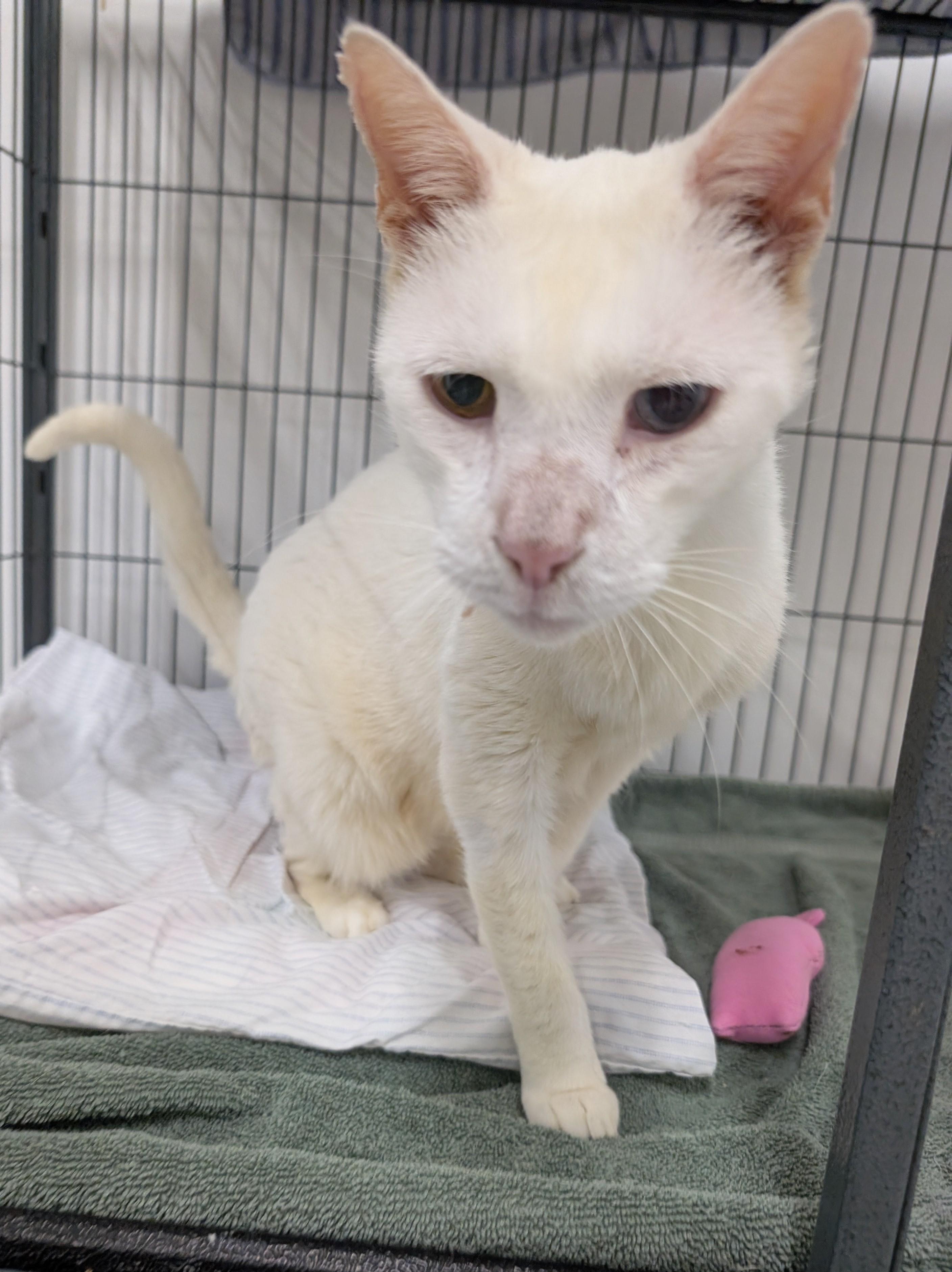 Enlarge Honey , a Adoptable Siamese in West Palm Beach, FL image 4/6