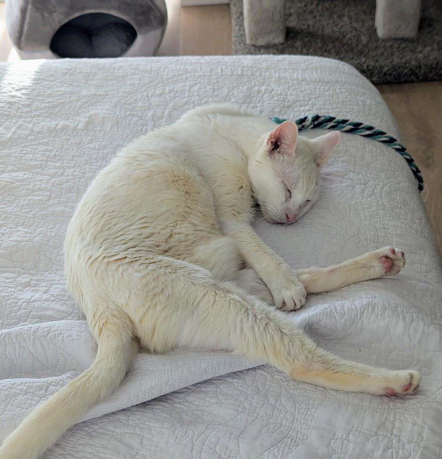 Enlarge Honey , a Adoptable Siamese in West Palm Beach, FL image 6/6