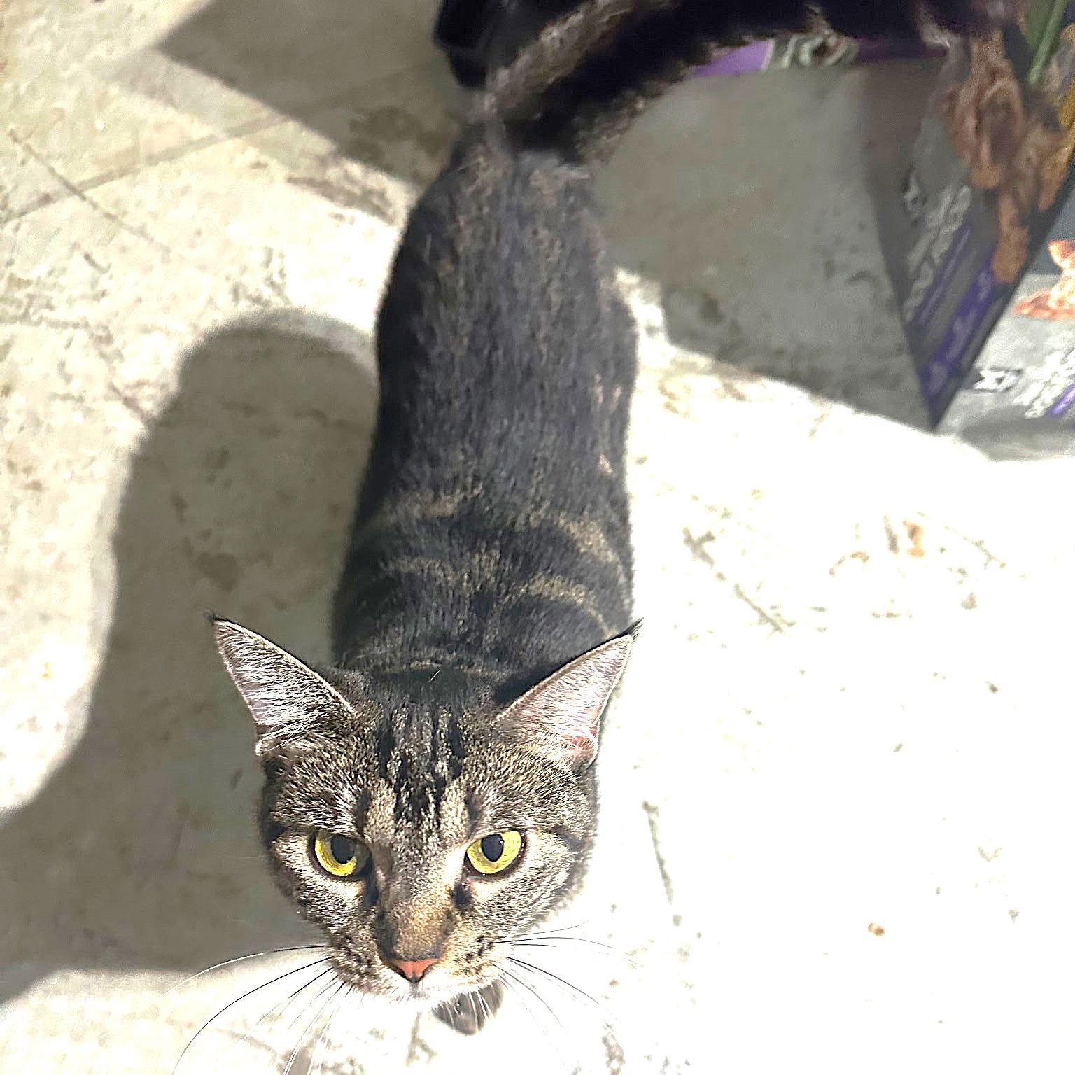 Enlarge Miss Trixie, a Adoptable Tabby in Fort Myers, FL image 1/1