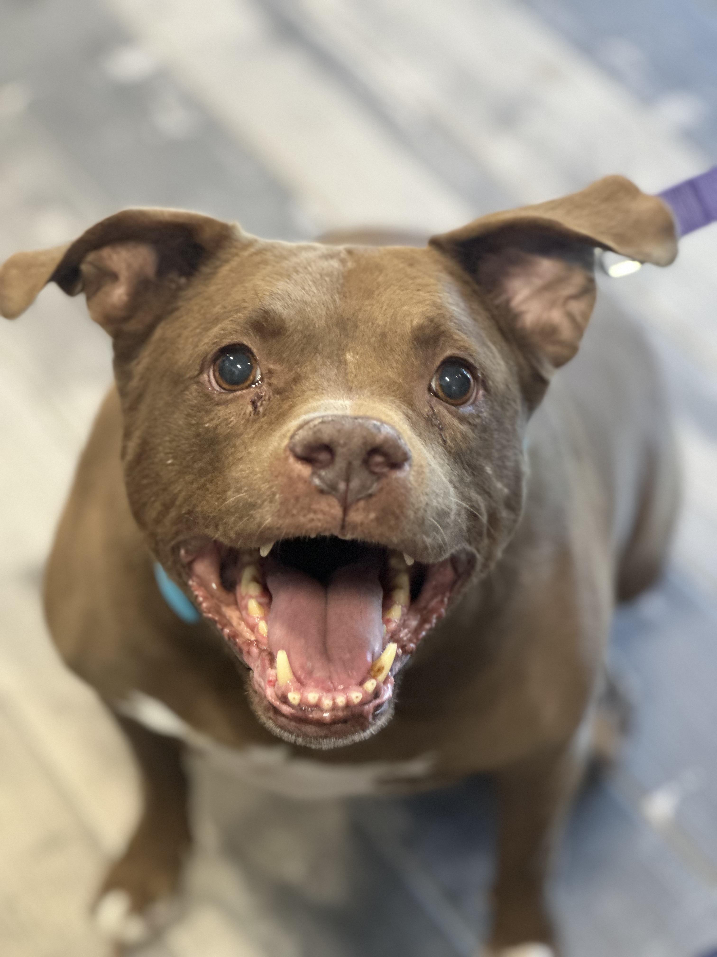 Enlarge Meatball, a Adoptable mixed breed in Stafford, VA image 1/3