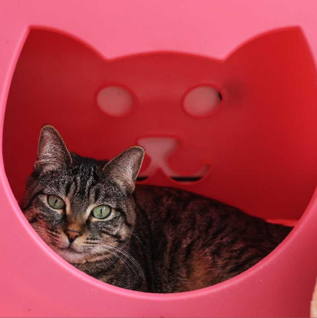 Enlarge Daphne, a Adoptable Domestic Short Hair in Los Angeles, CA image 1/3