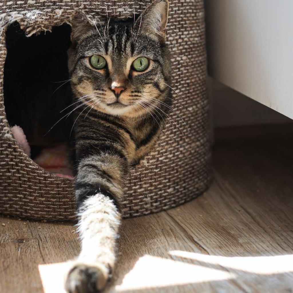 Enlarge Daphne, a Adoptable Domestic Short Hair in Los Angeles, CA image 3/3