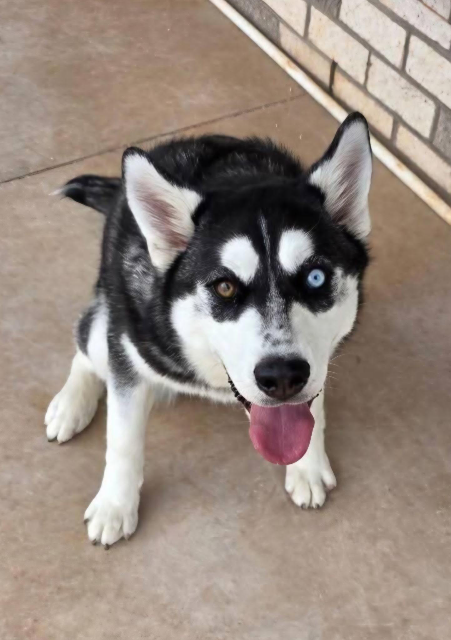 Luna, a ADOPTABLE Siberian Husky in Washington, MO image 2/3