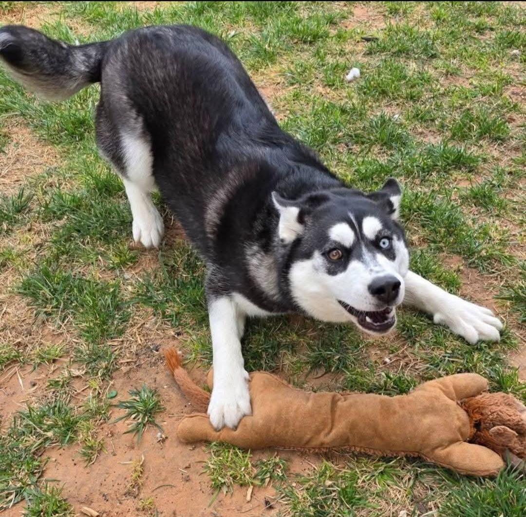 Luna, ADOPTABLE, Young Female Siberian Husky.