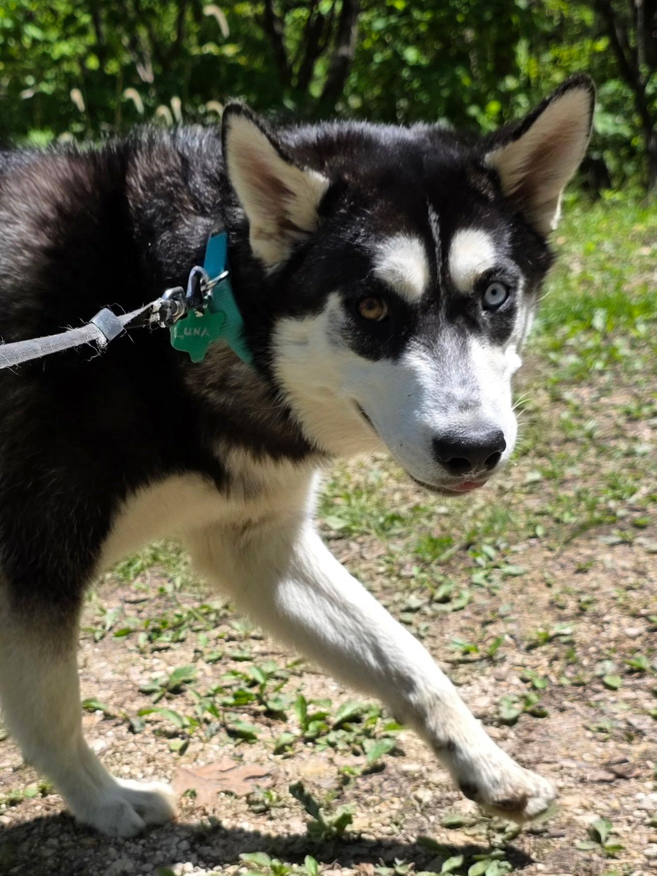 Luna, a ADOPTABLE Siberian Husky in Washington, MO image 3/3
